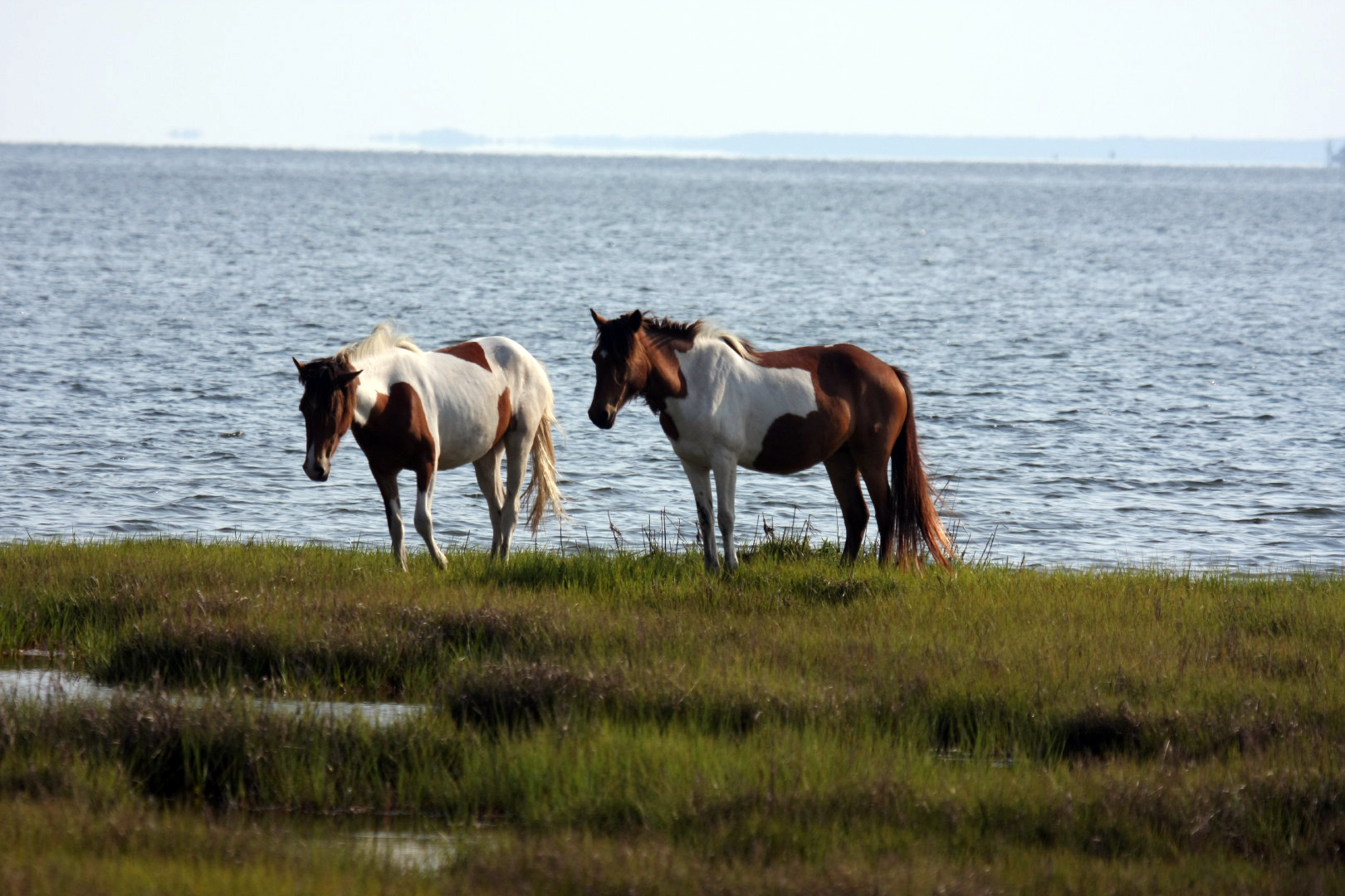 Assateague Island Vacation | 13-18 June 2014 | Mon, 16 Jun 2014 | 5:57:19 PM Assateague Island Vacation | 13-18 June 2014 | Mon, 16 Jun 2014 | 5:57:19 PM