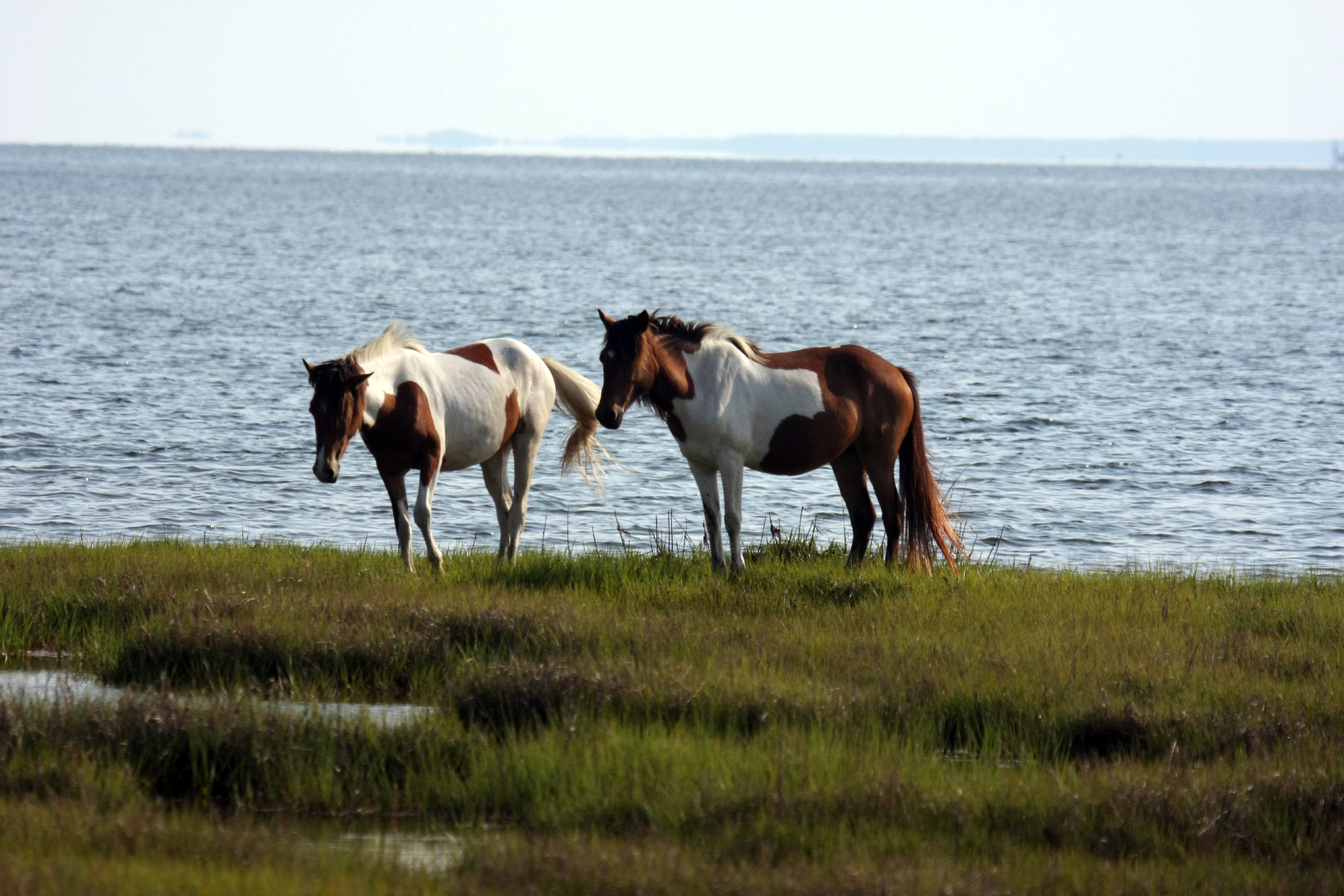 Assateague Island Vacation | 13-18 June 2014 | Mon, 16 Jun 2014 | 5:57:19 PM Assateague Island Vacation | 13-18 June 2014 | Mon, 16 Jun 2014 | 5:57:19 PM