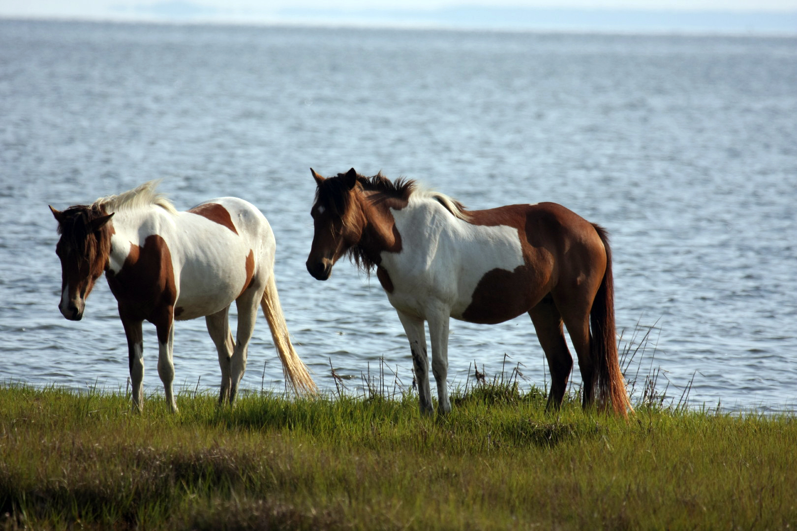 Assateague Island Vacation | 13-18 June 2014 | Mon, 16 Jun 2014 | 5:57:29 PM Assateague Island Vacation | 13-18 June 2014 | Mon, 16 Jun 2014 | 5:57:29 PM