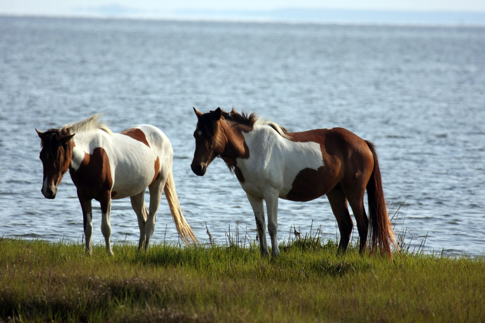 Assateague Island Vacation | 13-18 June 2014 | Mon, 16 Jun 2014 | 5:57:29 PM Assateague Island Vacation | 13-18 June 2014 | Mon, 16 Jun 2014 | 5:57:29 PM