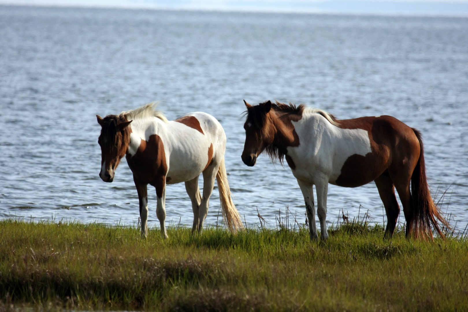 Assateague Island Vacation | 13-18 June 2014 | Mon, 16 Jun 2014 | 5:57:34 PM Assateague Island Vacation | 13-18 June 2014 | Mon, 16 Jun 2014 | 5:57:34 PM