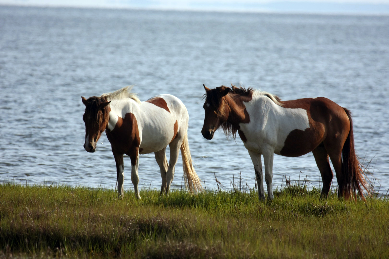 Assateague Island Vacation | 13-18 June 2014 | Mon, 16 Jun 2014 | 5:57:34 PM Assateague Island Vacation | 13-18 June 2014 | Mon, 16 Jun 2014 | 5:57:34 PM