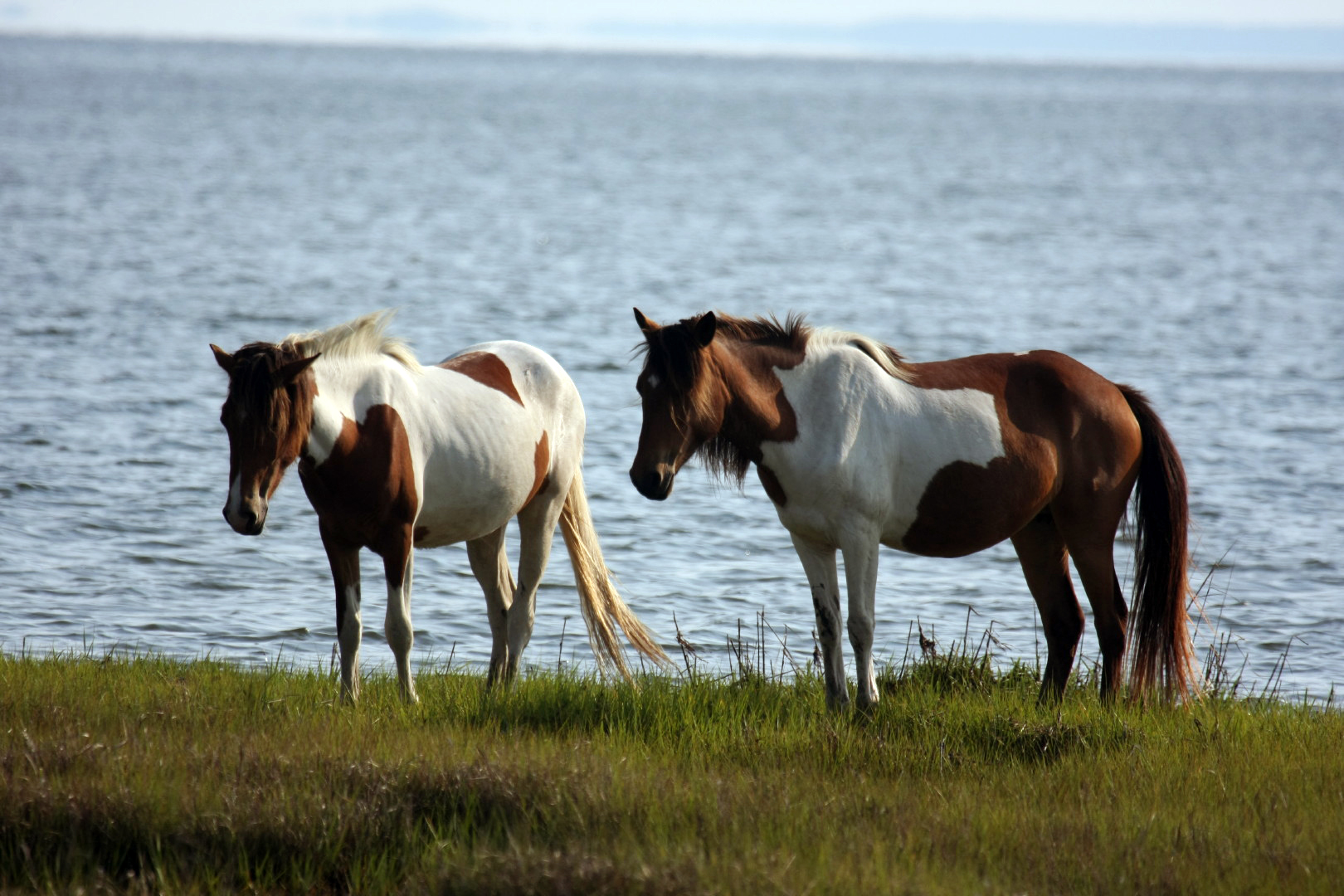 Assateague Island Vacation | 13-18 June 2014 | Mon, 16 Jun 2014 | 5:57:38 PM Assateague Island Vacation | 13-18 June 2014 | Mon, 16 Jun 2014 | 5:57:38 PM