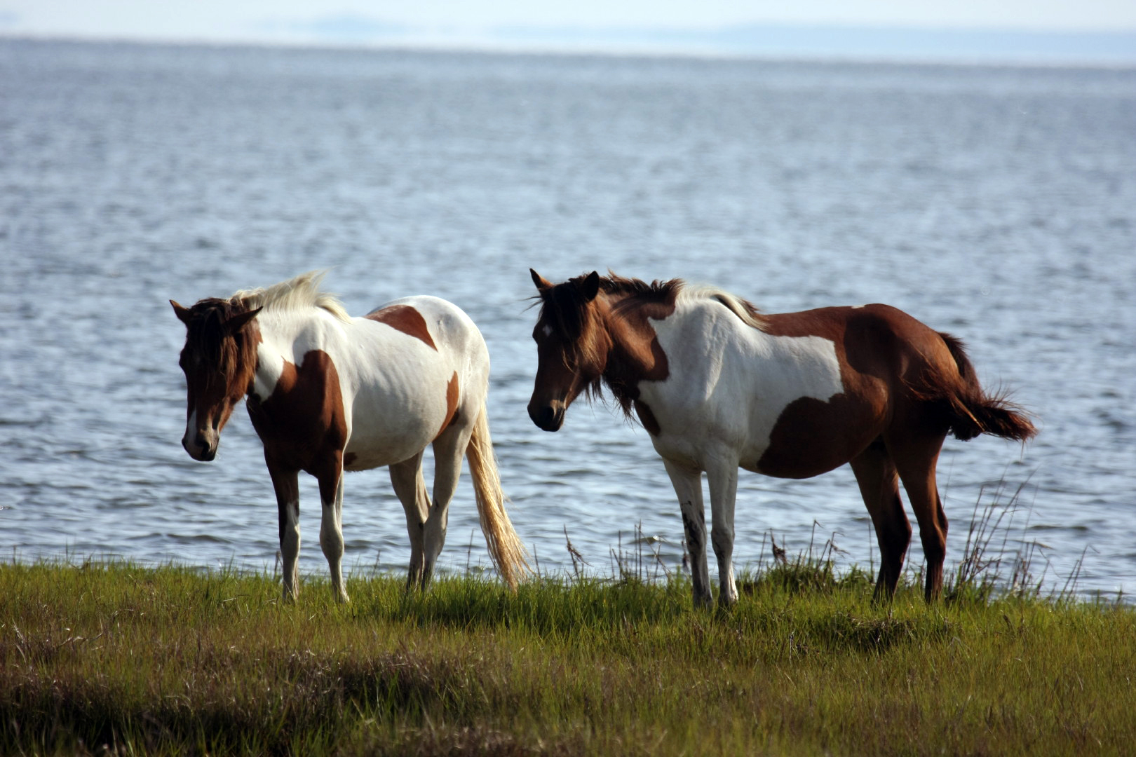 Assateague Island Vacation | 13-18 June 2014 | Mon, 16 Jun 2014 | 5:57:38 PM Assateague Island Vacation | 13-18 June 2014 | Mon, 16 Jun 2014 | 5:57:38 PM