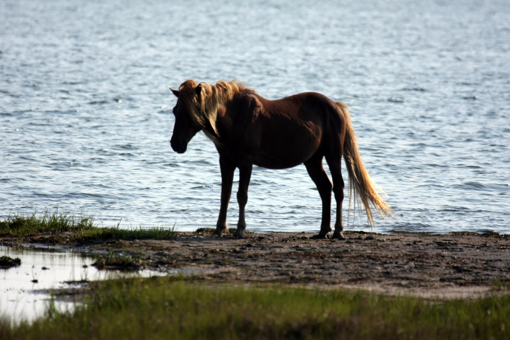 Assateague Island Vacation | 13-18 June 2014 | Mon, 16 Jun 2014 | 5:57:48 PM Assateague Island Vacation | 13-18 June 2014 | Mon, 16 Jun 2014 | 5:57:48 PM
