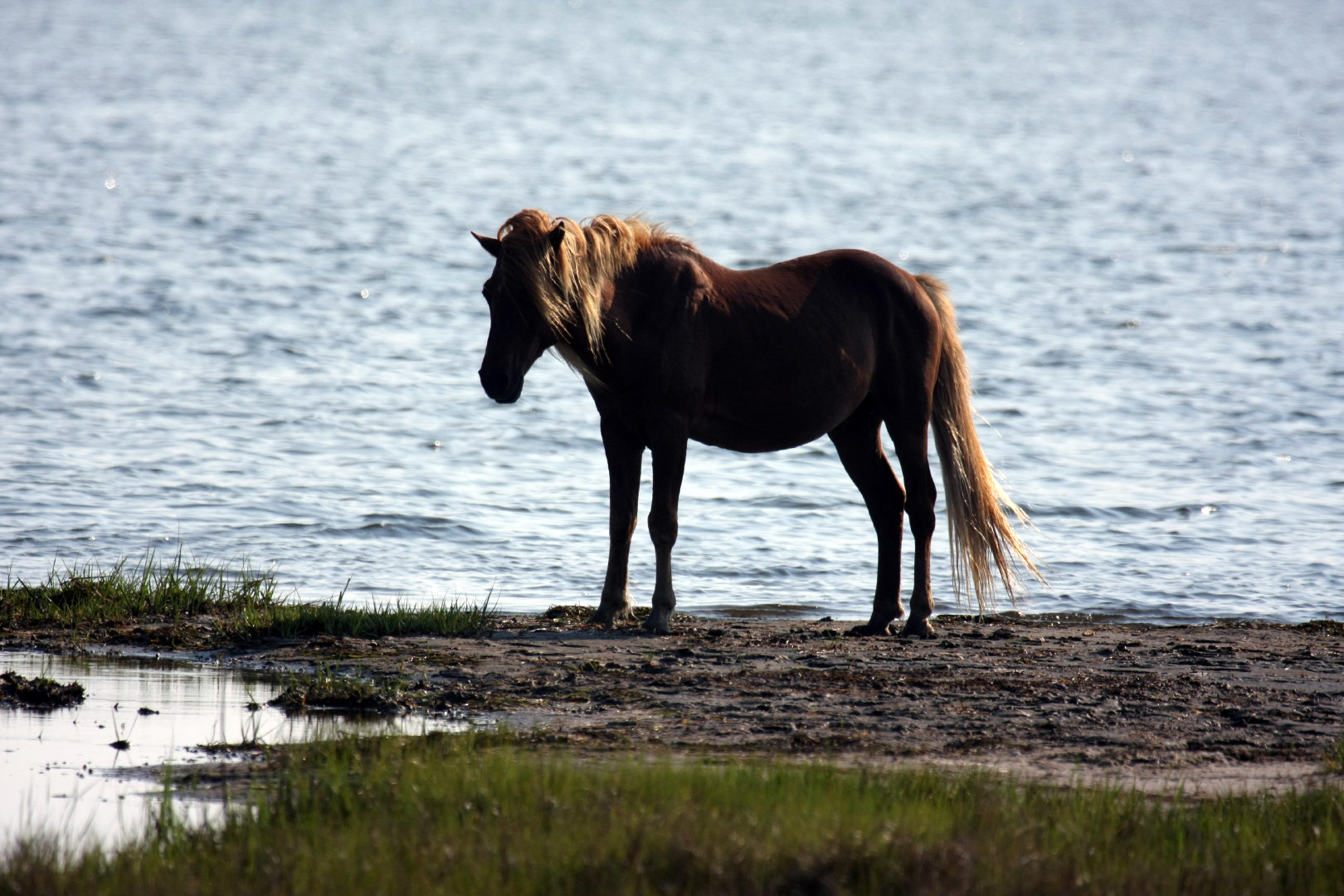 Assateague Island Vacation | 13-18 June 2014 | Mon, 16 Jun 2014 | 5:57:49 PM Assateague Island Vacation | 13-18 June 2014 | Mon, 16 Jun 2014 | 5:57:49 PM