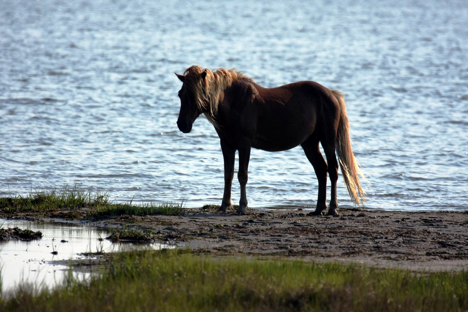 Assateague Island Vacation | 13-18 June 2014 | Mon, 16 Jun 2014 | 5:57:53 PM Assateague Island Vacation | 13-18 June 2014 | Mon, 16 Jun 2014 | 5:57:53 PM