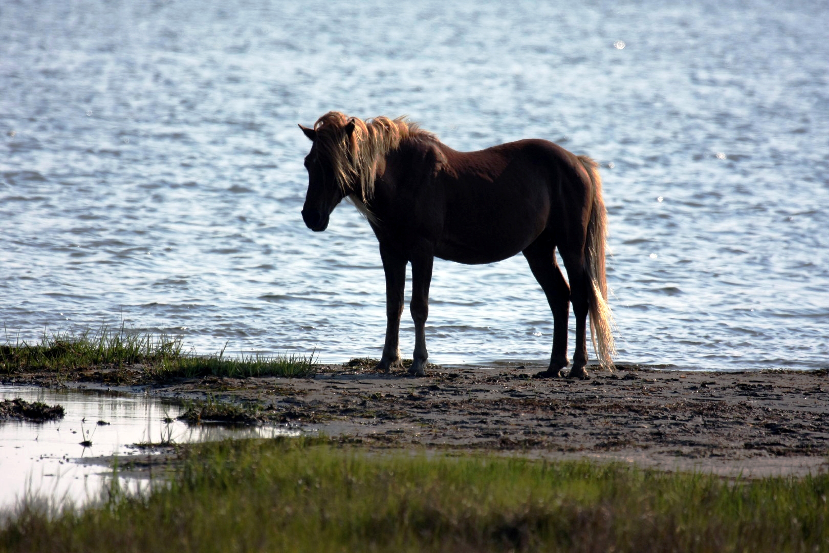 Assateague Island Vacation | 13-18 June 2014 | Mon, 16 Jun 2014 | 5:57:53 PM Assateague Island Vacation | 13-18 June 2014 | Mon, 16 Jun 2014 | 5:57:53 PM
