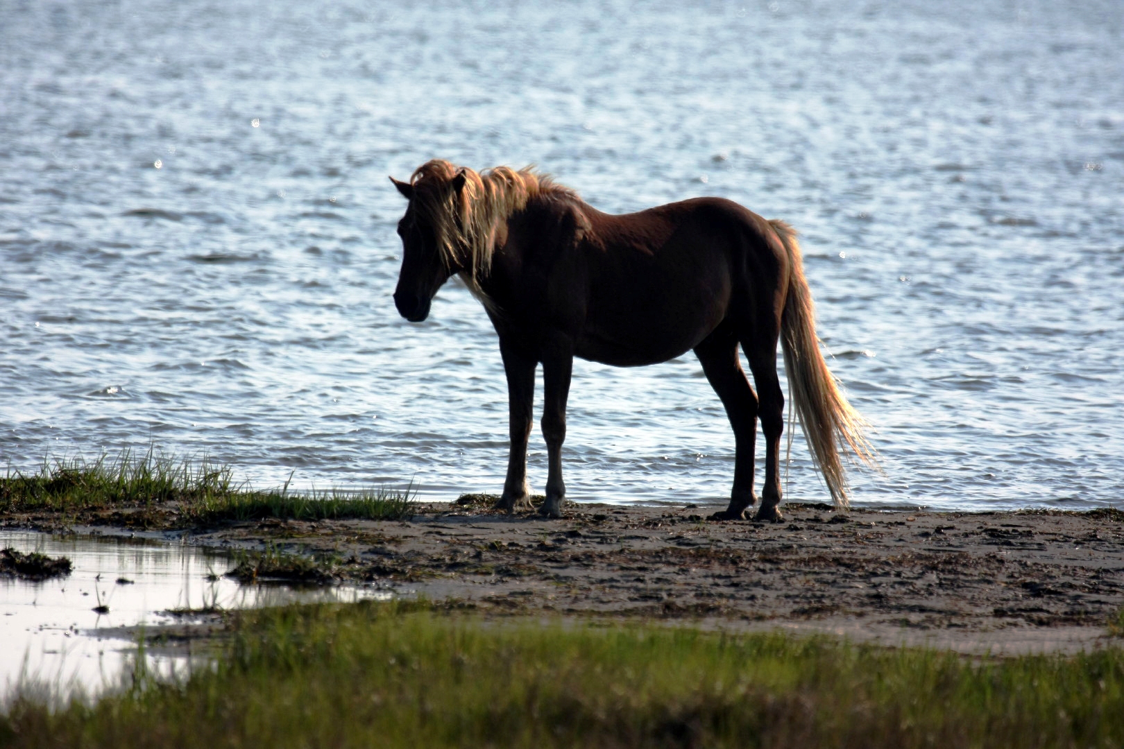 Assateague Island Vacation | 13-18 June 2014 | Mon, 16 Jun 2014 | 5:57:53 PM Assateague Island Vacation | 13-18 June 2014 | Mon, 16 Jun 2014 | 5:57:53 PM