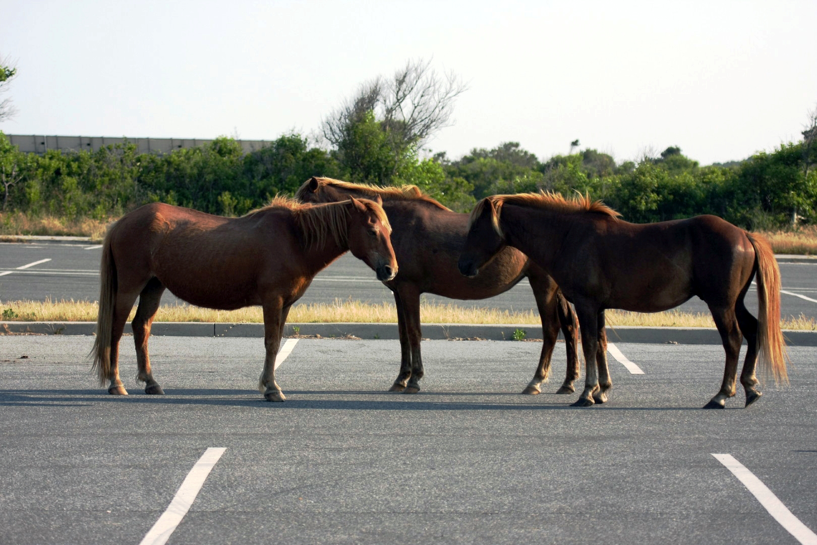 Assateague Island Vacation | 13-18 June 2014 | Mon, 16 Jun 2014 | 6:11:52 PM Assateague Island Vacation | 13-18 June 2014 | Mon, 16 Jun 2014 | 6:11:52 PM