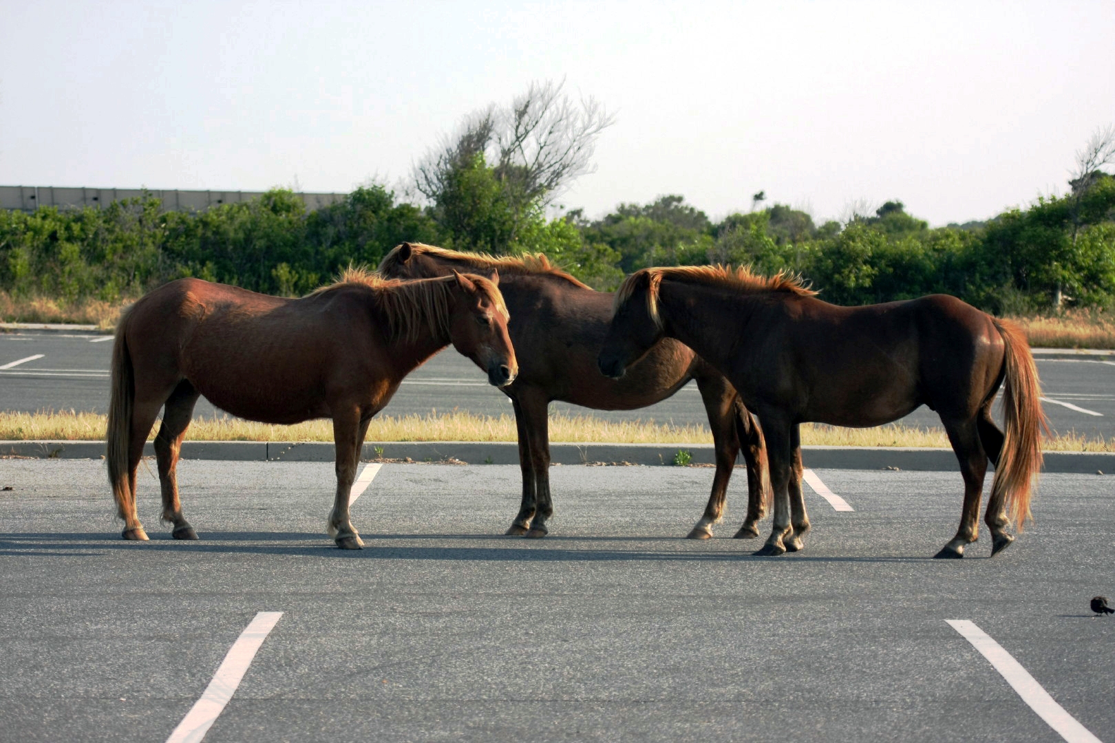Assateague Island Vacation | 13-18 June 2014 | Mon, 16 Jun 2014 | 6:11:53 PM Assateague Island Vacation | 13-18 June 2014 | Mon, 16 Jun 2014 | 6:11:53 PM