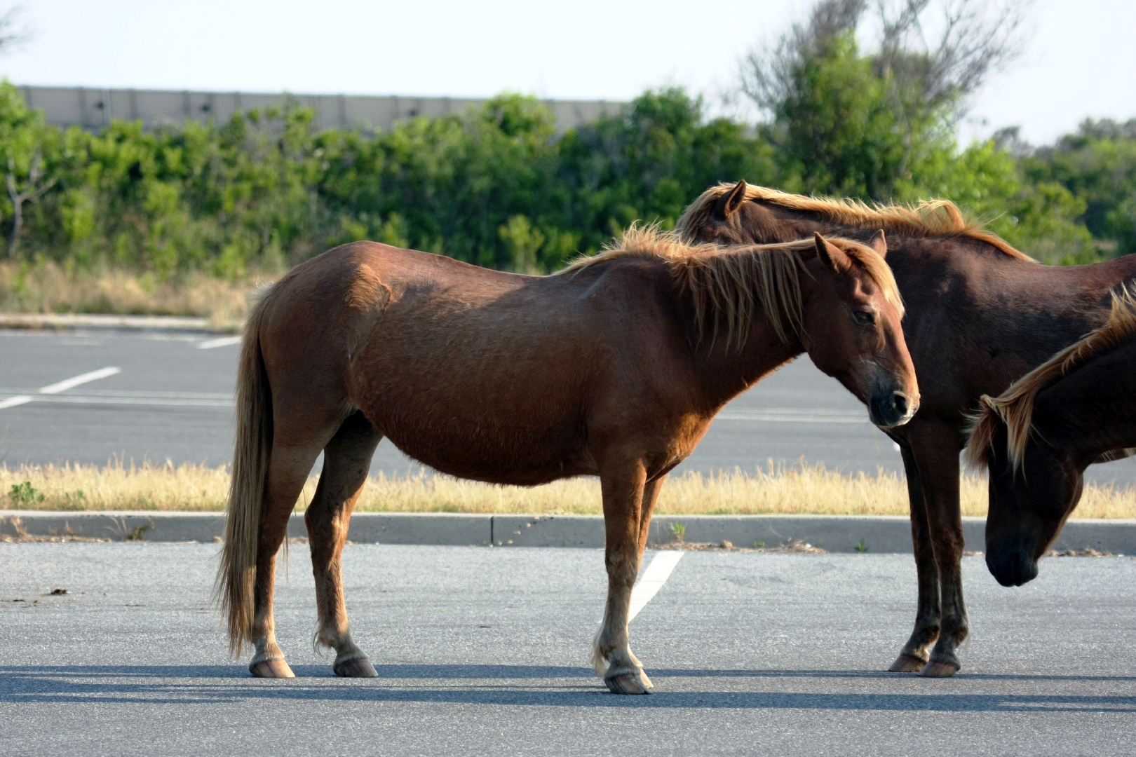 Assateague Island Vacation | 13-18 June 2014 | Mon, 16 Jun 2014 | 6:12:02 PM Assateague Island Vacation | 13-18 June 2014 | Mon, 16 Jun 2014 | 6:12:02 PM