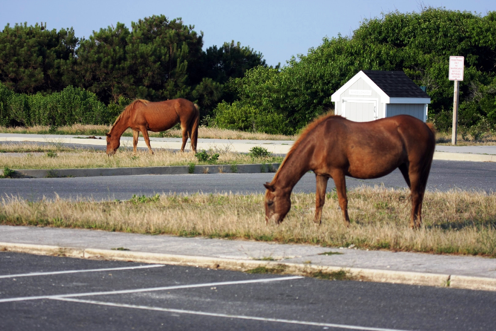 Assateague Island Vacation | 13-18 June 2014 | Mon, 16 Jun 2014 | 6:56:53 PM Assateague Island Vacation | 13-18 June 2014 | Mon, 16 Jun 2014 | 6:56:53 PM