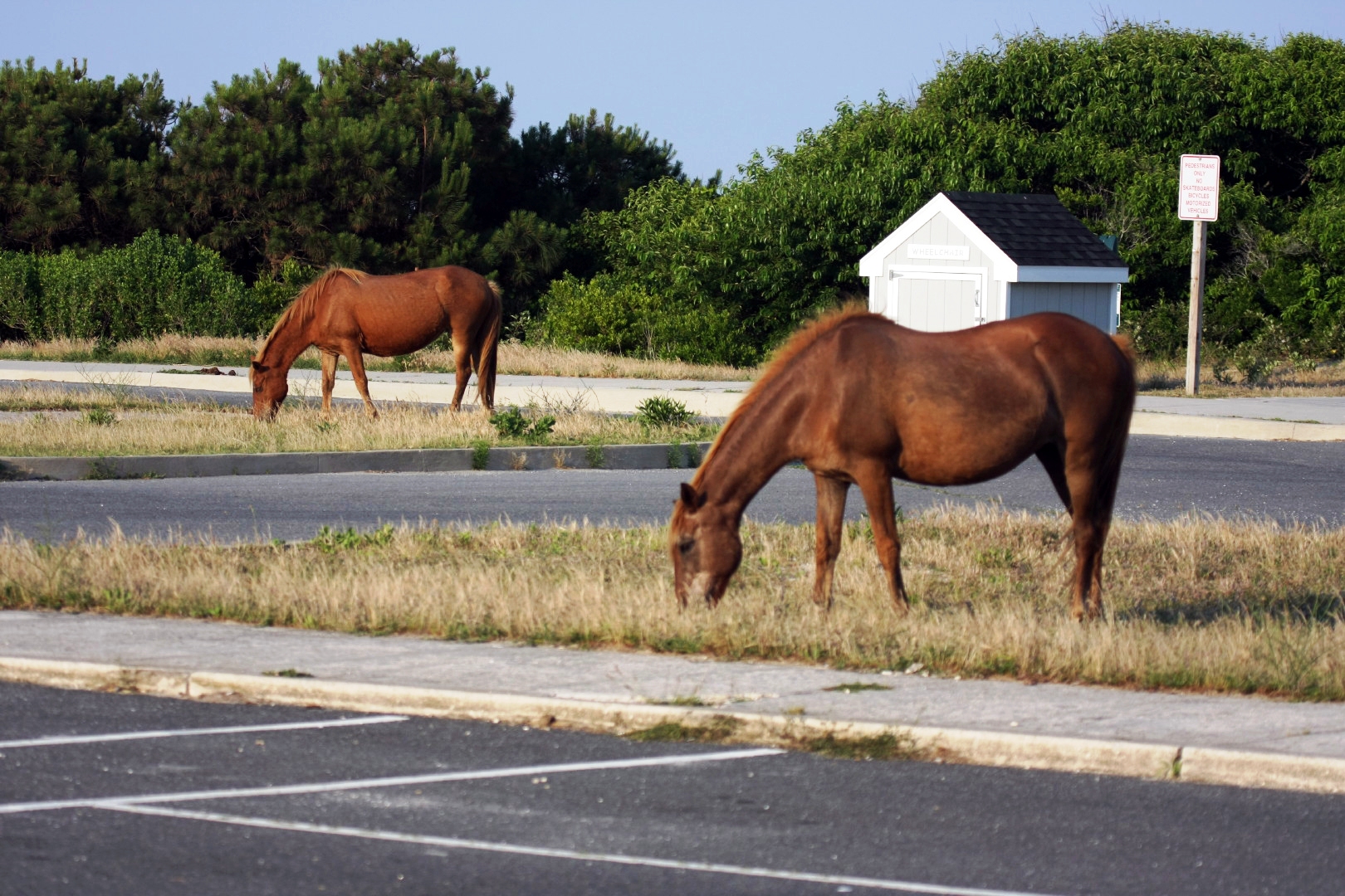 Assateague Island Vacation | 13-18 June 2014 | Mon, 16 Jun 2014 | 6:56:54 PM Assateague Island Vacation | 13-18 June 2014 | Mon, 16 Jun 2014 | 6:56:54 PM