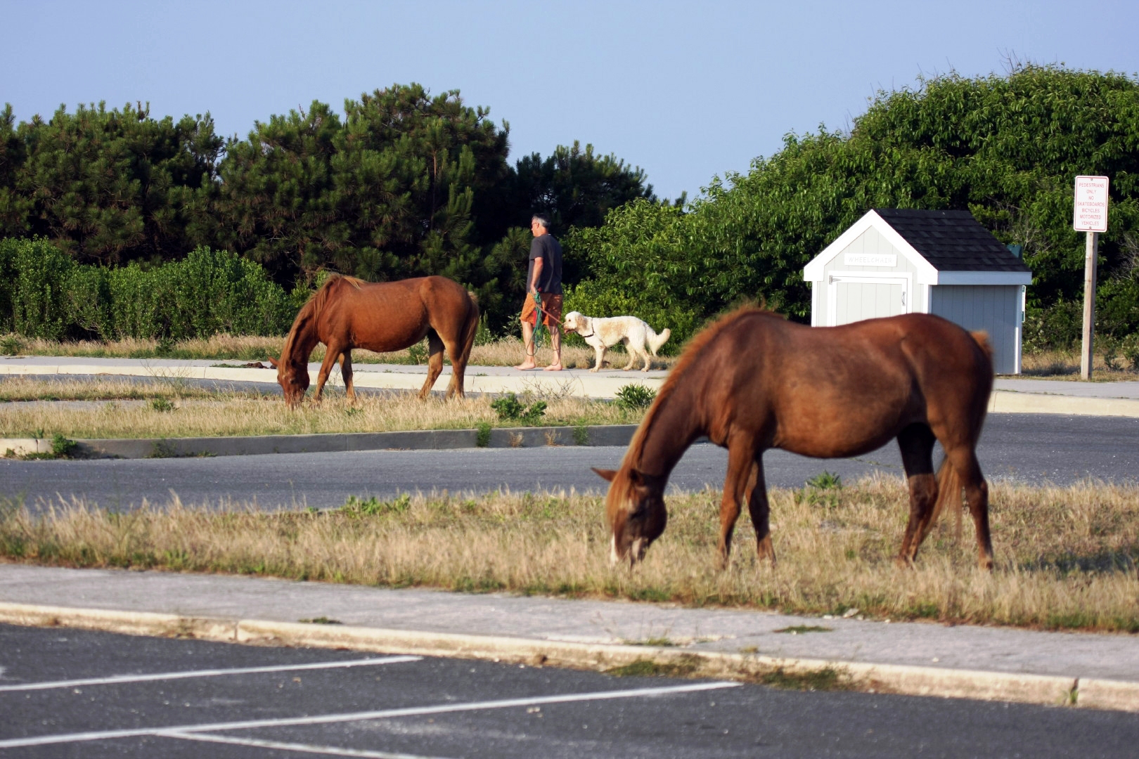 Assateague Island Vacation | 13-18 June 2014 | Mon, 16 Jun 2014 | 6:57:04 PM Assateague Island Vacation | 13-18 June 2014 | Mon, 16 Jun 2014 | 6:57:04 PM