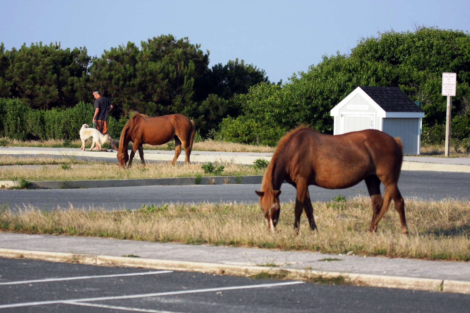 Assateague Island Vacation | 13-18 June 2014 | Mon, 16 Jun 2014 | 6:57:08 PM Assateague Island Vacation | 13-18 June 2014 | Mon, 16 Jun 2014 | 6:57:08 PM