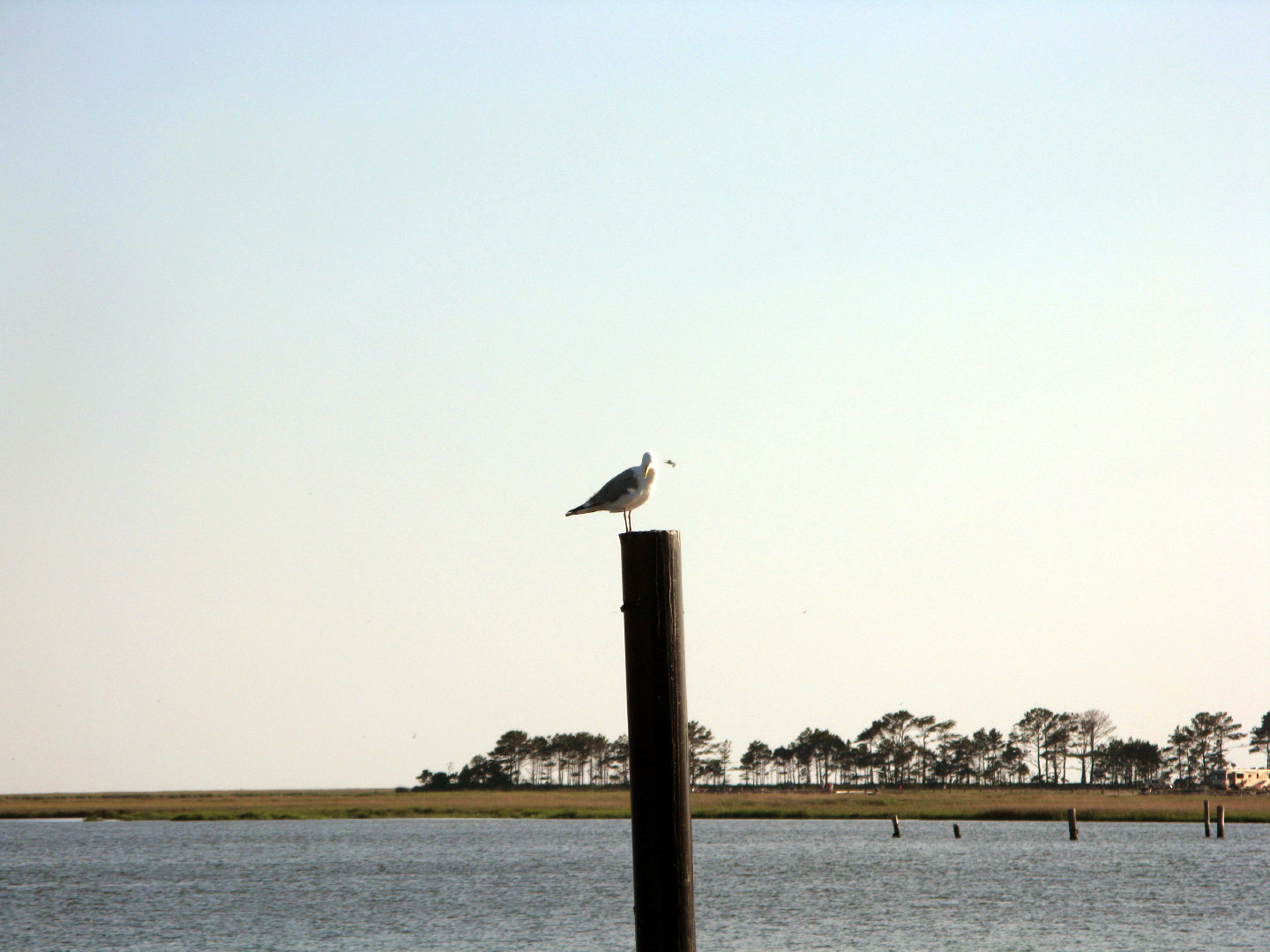Assateague Island Vacation | 13-18 June 2014 | Sat, 14 Jun 2014 | 6:28:04 PM Assateague Island Vacation | 13-18 June 2014 | Sat, 14 Jun 2014 | 6:28:04 PM