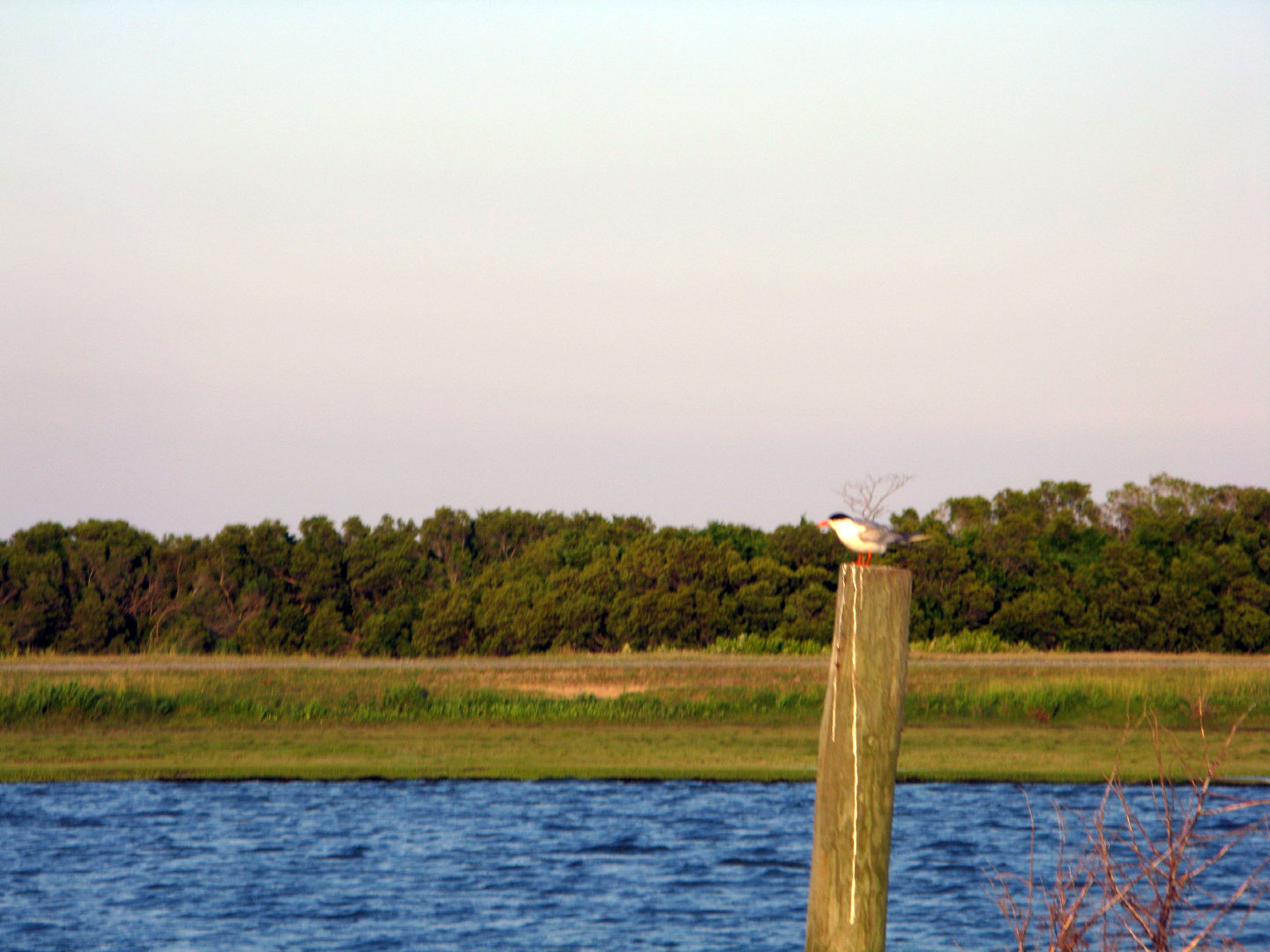 Assateague Island Vacation | 13-18 June 2014 | Sat, 14 Jun 2014 | 7:42:09 PM Assateague Island Vacation | 13-18 June 2014 | Sat, 14 Jun 2014 | 7:42:09 PM