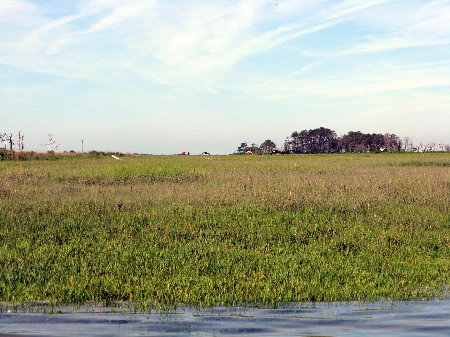 Assateague Island Vacation | 13-18 June 2014 | Sun, 15 Jun 2014 8:56:57 AM Assateague Island Vacation | 13-18 June 2014 | Sun, 15 Jun 2014 8:56:57 AM