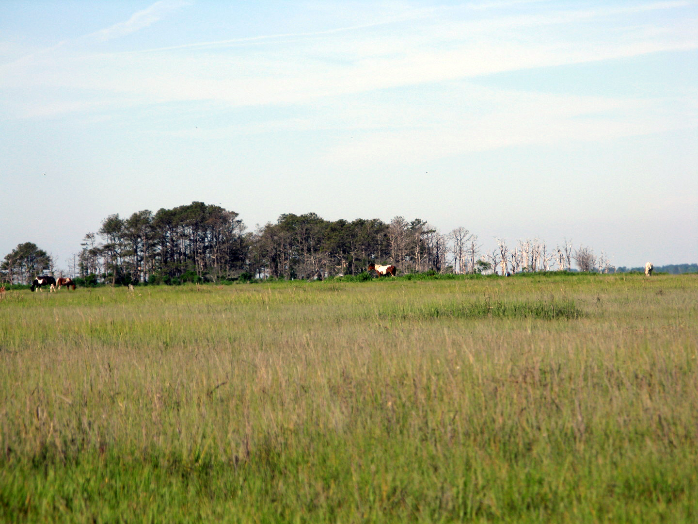 Assateague Island Vacation | 13-18 June 2014 | Sun, 15 Jun 2014 8:57:03 AM Assateague Island Vacation | 13-18 June 2014 | Sun, 15 Jun 2014 8:57:03 AM