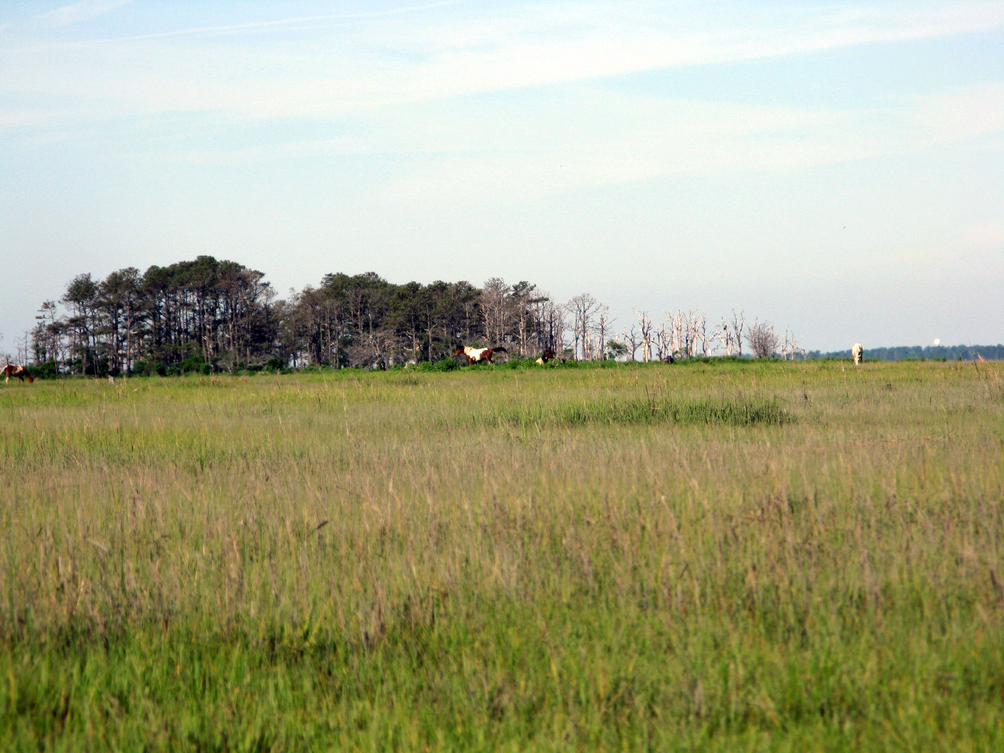 Assateague Island Vacation | 13-18 June 2014 | Sun, 15 Jun 2014 8:57:16 AM Assateague Island Vacation | 13-18 June 2014 | Sun, 15 Jun 2014 8:57:16 AM