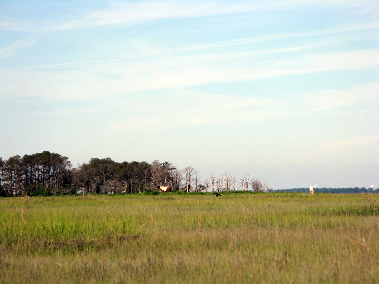 Assateague Island Vacation | 13-18 June 2014 | Sun, 15 Jun 2014 8:57:52 AM Assateague Island Vacation | 13-18 June 2014 | Sun, 15 Jun 2014 8:57:52 AM