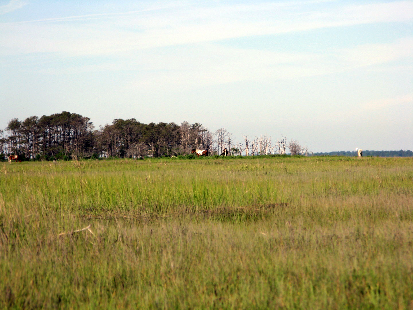 Assateague Island Vacation | 13-18 June 2014 | Sun, 15 Jun 2014 8:58:09 AM Assateague Island Vacation | 13-18 June 2014 | Sun, 15 Jun 2014 8:58:09 AM