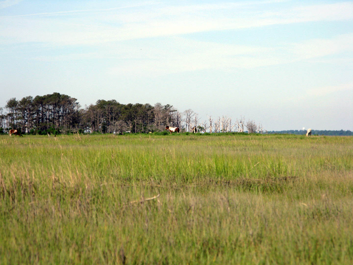 Assateague Island Vacation | 13-18 June 2014 | Sun, 15 Jun 2014 8:58:29 AM Assateague Island Vacation | 13-18 June 2014 | Sun, 15 Jun 2014 8:58:29 AM