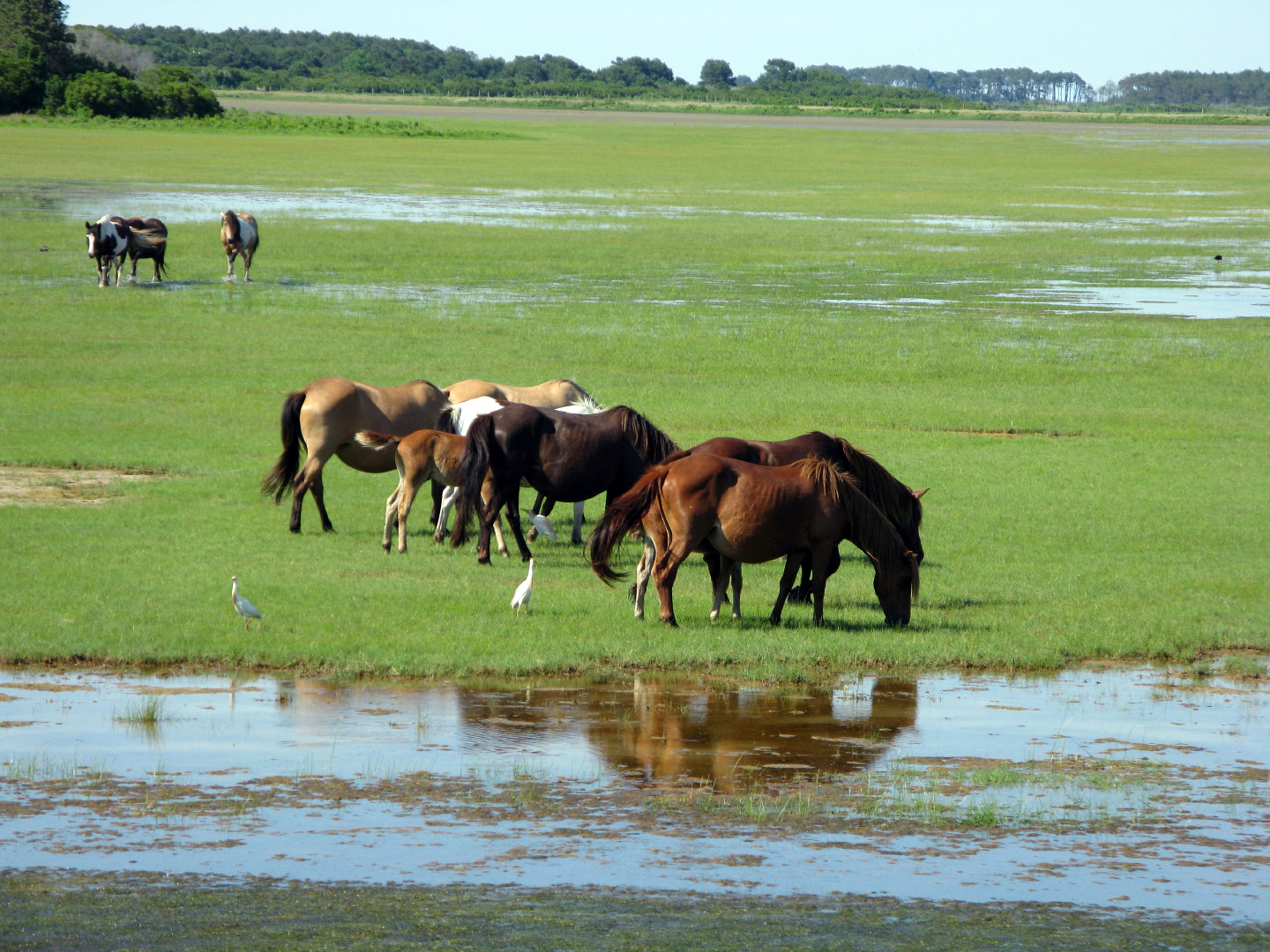 Assateague Island Vacation | 13-18 June 2014 | Sun, 15 Jun 2014 | 4:41:41 PM Assateague Island Vacation | 13-18 June 2014 | Sun, 15 Jun 2014 | 4:41:41 PM