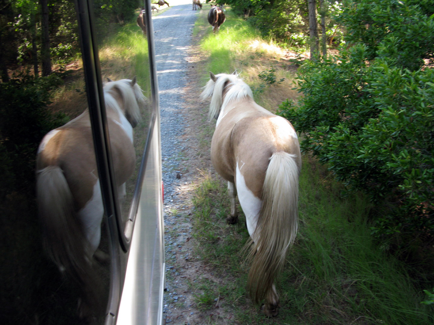 Assateague Island Vacation | 13-18 June 2014 | Sun, 15 Jun 2014 | 5:14:42 PM Assateague Island Vacation | 13-18 June 2014 | Sun, 15 Jun 2014 | 5:14:42 PM