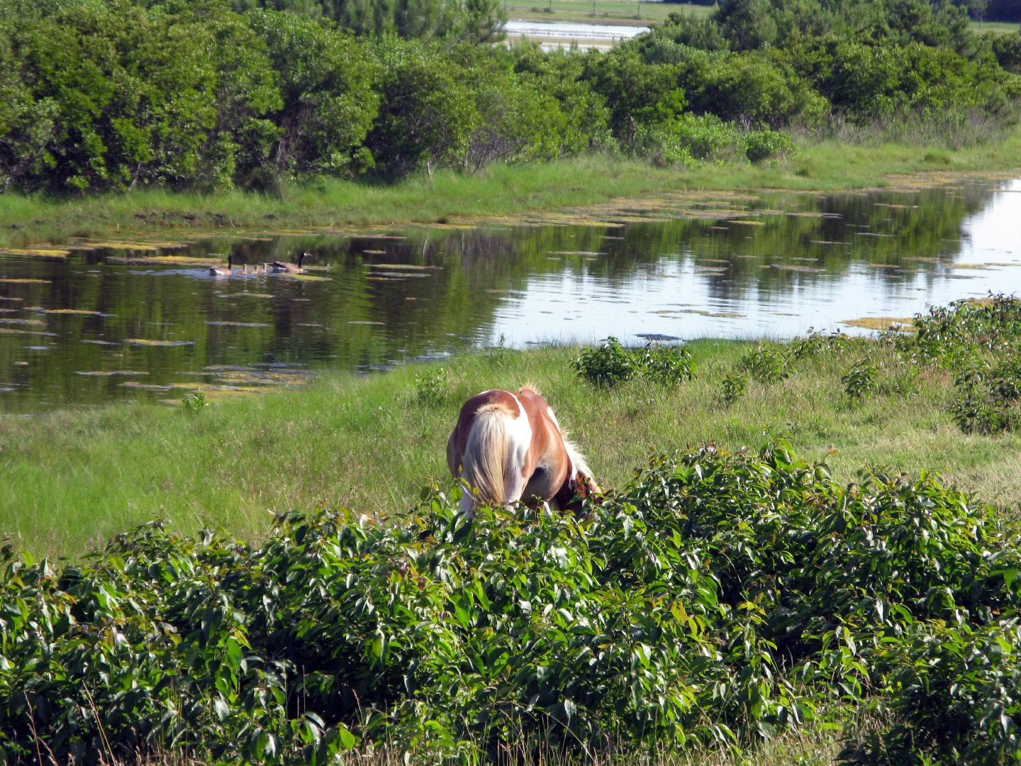 Assateague Island Vacation | 13-18 June 2014 | Sun, 15 Jun 2014 | 5:18:10 PM Assateague Island Vacation | 13-18 June 2014 | Sun, 15 Jun 2014 | 5:18:10 PM