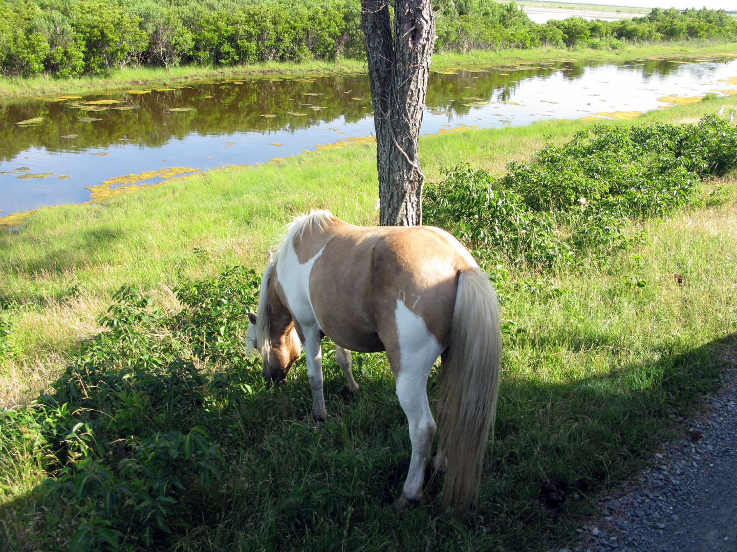 Assateague Island Vacation | 13-18 June 2014 | Sun, 15 Jun 2014 | 5:19:27 PM Assateague Island Vacation | 13-18 June 2014 | Sun, 15 Jun 2014 | 5:19:27 PM