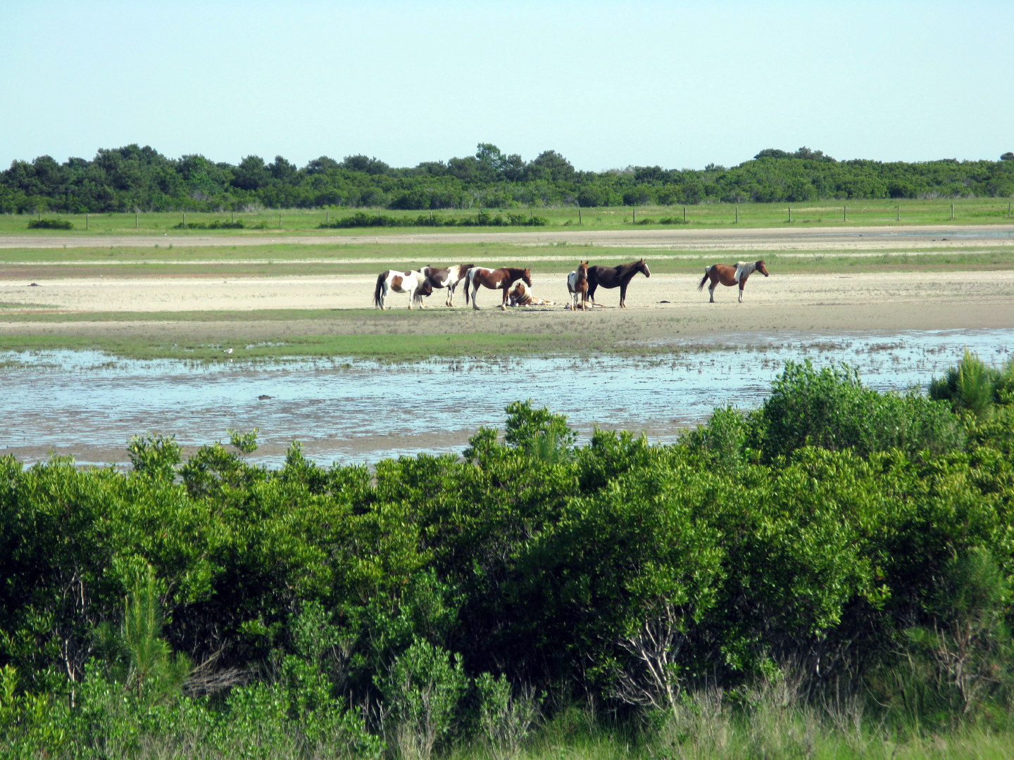 Assateague Island Vacation | 13-18 June 2014 | Sun, 15 Jun 2014 | 5:20:46 PM Assateague Island Vacation | 13-18 June 2014 | Sun, 15 Jun 2014 | 5:20:46 PM