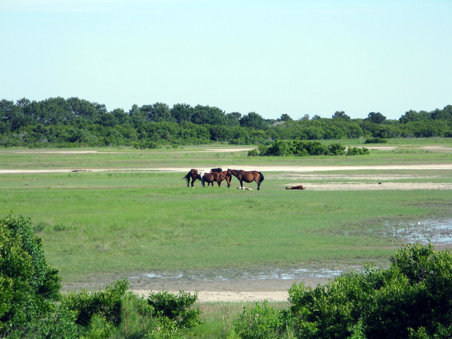 Assateague Island Vacation | 13-18 June 2014 | Sun, 15 Jun 2014 | 5:20:59 PM Assateague Island Vacation | 13-18 June 2014 | Sun, 15 Jun 2014 | 5:20:59 PM