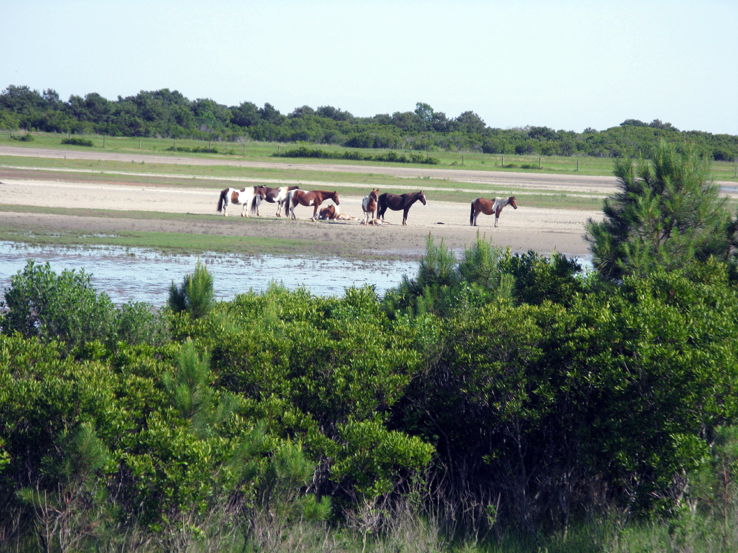 Assateague Island Vacation | 13-18 June 2014 | Sun, 15 Jun 2014 | 5:21:32 PM Assateague Island Vacation | 13-18 June 2014 | Sun, 15 Jun 2014 | 5:21:32 PM