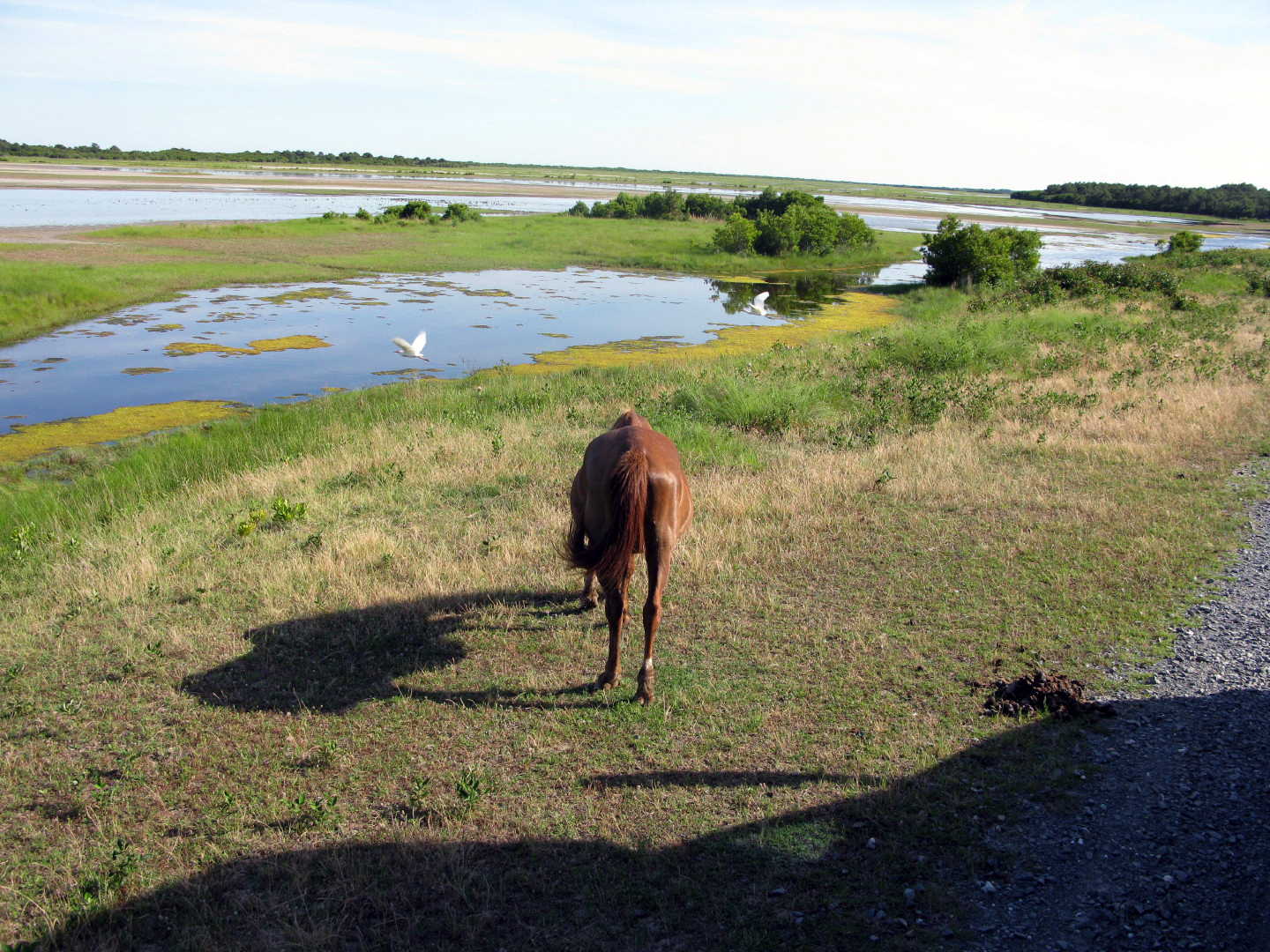 Assateague Island Vacation | 13-18 June 2014 | Sun, 15 Jun 2014 | 5:24:29 PM Assateague Island Vacation | 13-18 June 2014 | Sun, 15 Jun 2014 | 5:24:29 PM