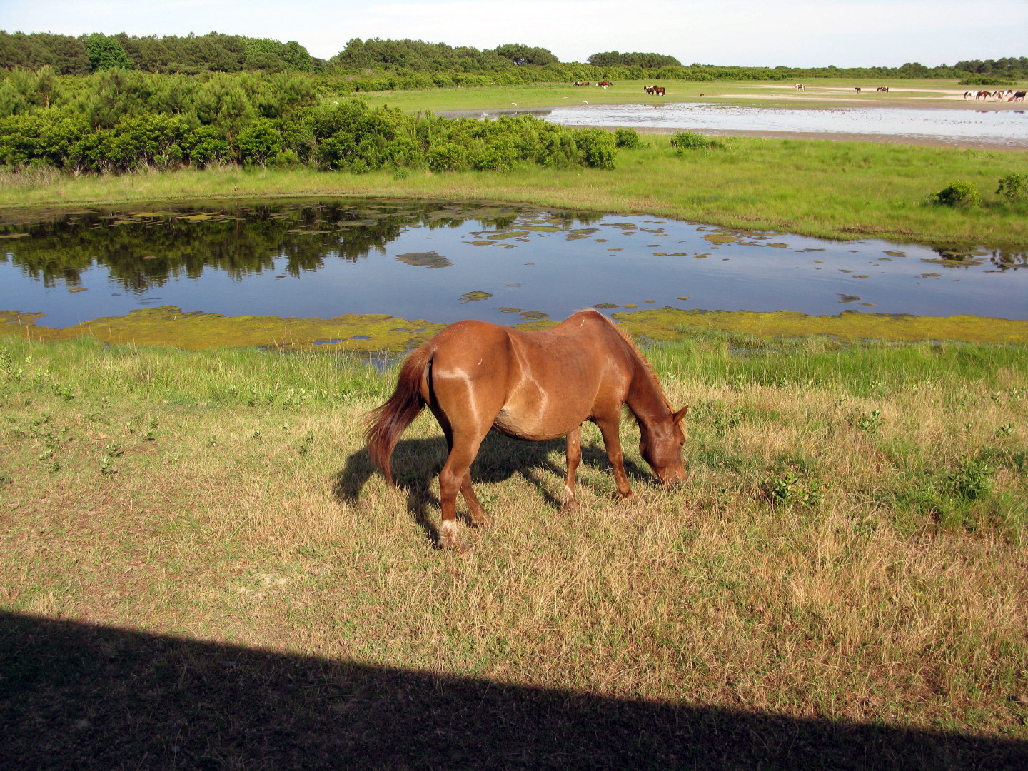 Assateague Island Vacation | 13-18 June 2014 | Sun, 15 Jun 2014 | 5:24:38 PM Assateague Island Vacation | 13-18 June 2014 | Sun, 15 Jun 2014 | 5:24:38 PM
