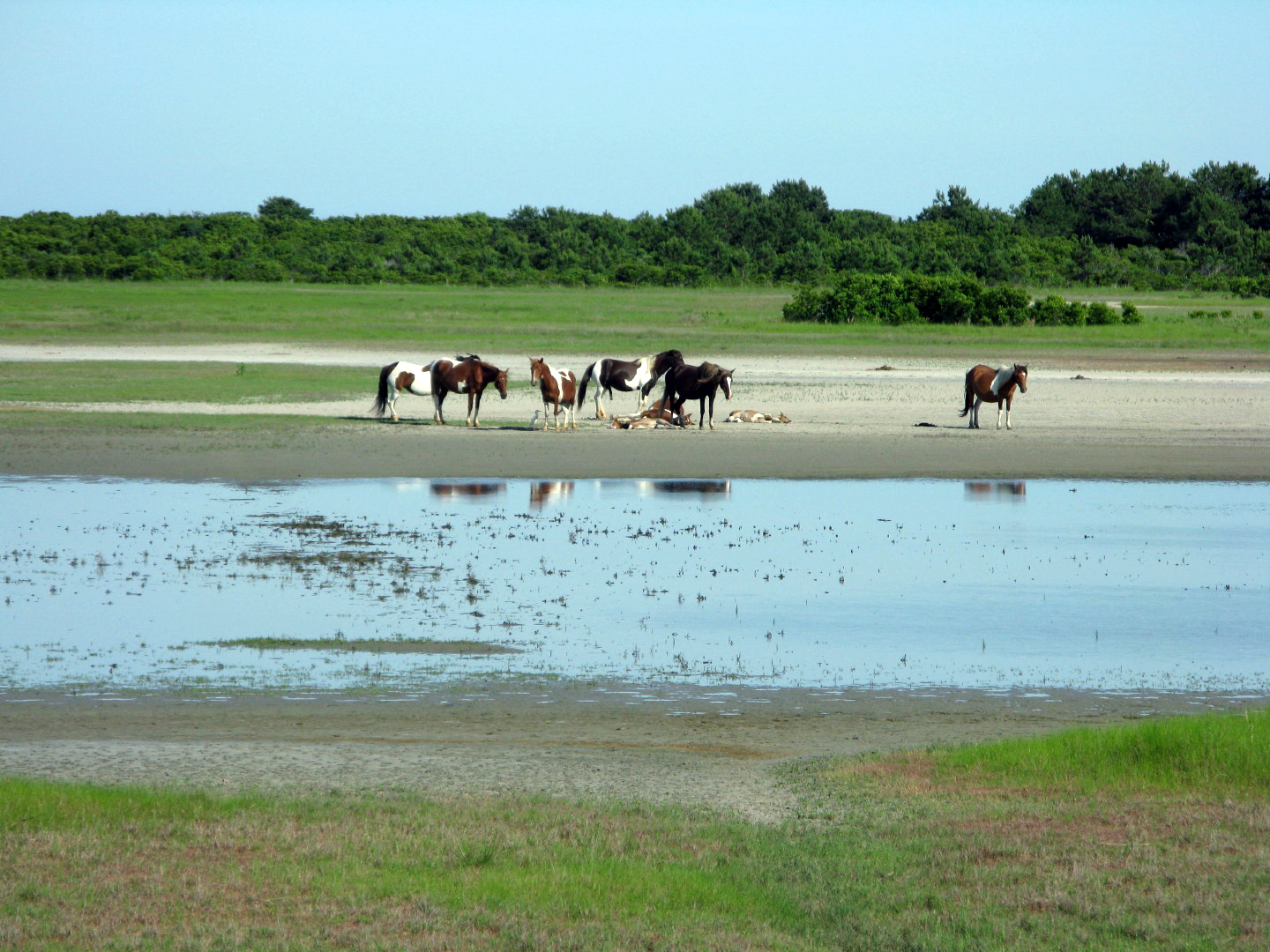 Assateague Island Vacation | 13-18 June 2014 | Sun, 15 Jun 2014 | 5:24:59 PM Assateague Island Vacation | 13-18 June 2014 | Sun, 15 Jun 2014 | 5:24:59 PM