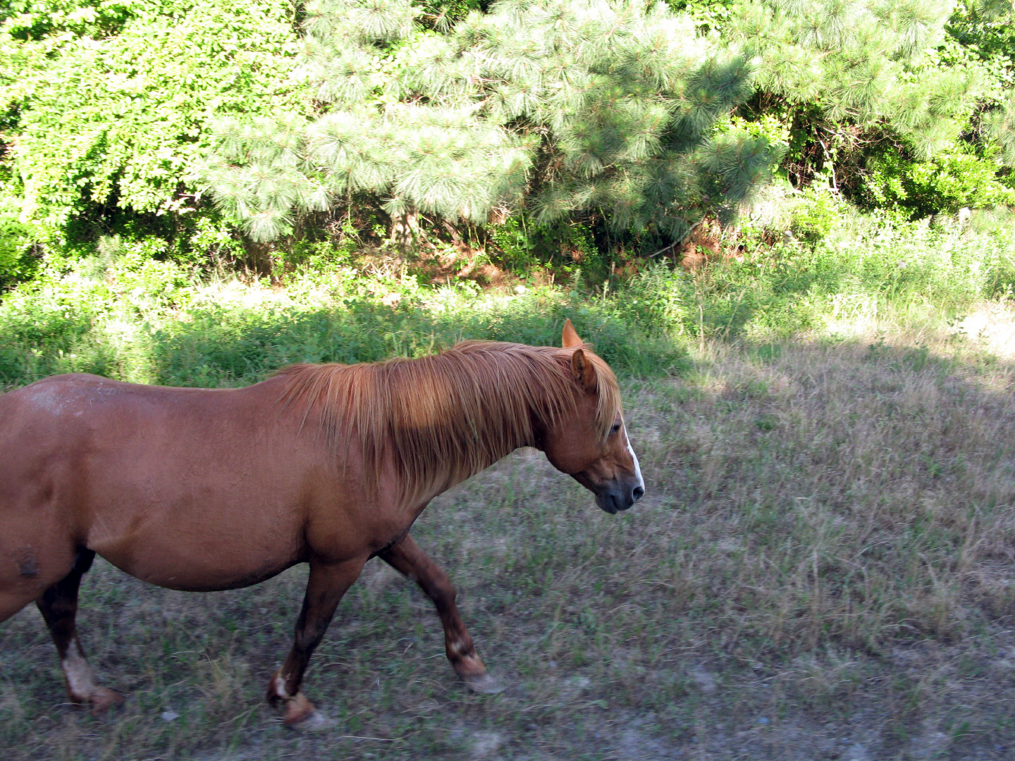 Assateague Island Vacation | 13-18 June 2014 | Sun, 15 Jun 2014 | 5:43:49 PM Assateague Island Vacation | 13-18 June 2014 | Sun, 15 Jun 2014 | 5:43:49 PM