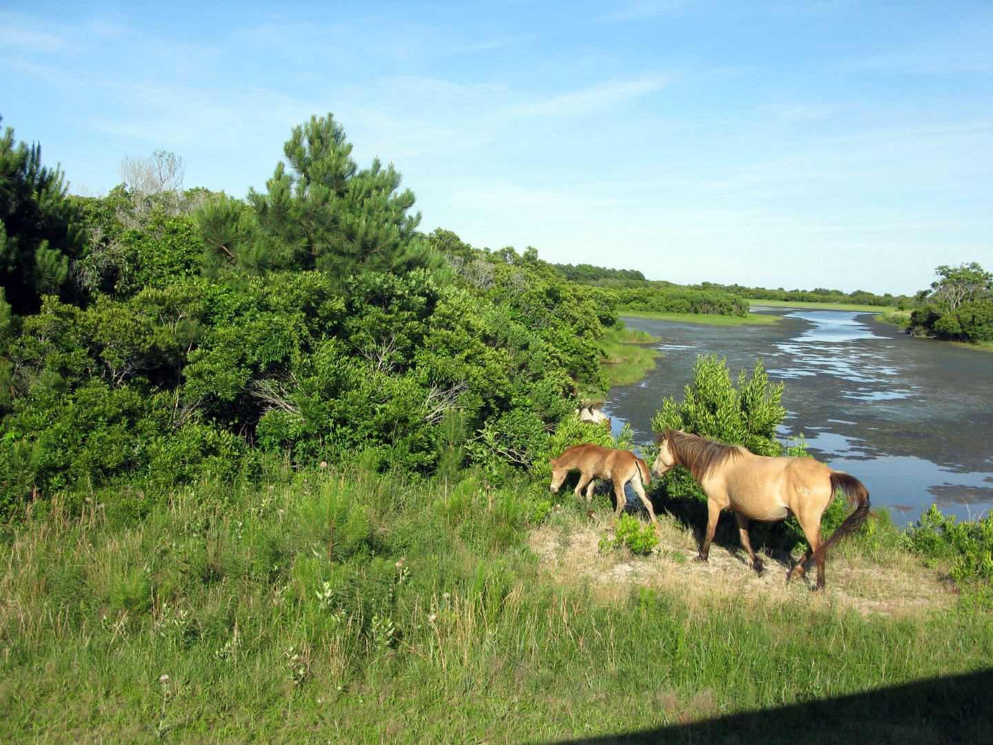 Assateague Island Vacation | 13-18 June 2014 | Sun, 15 Jun 2014 | 5:44:33 PM Assateague Island Vacation | 13-18 June 2014 | Sun, 15 Jun 2014 | 5:44:33 PM