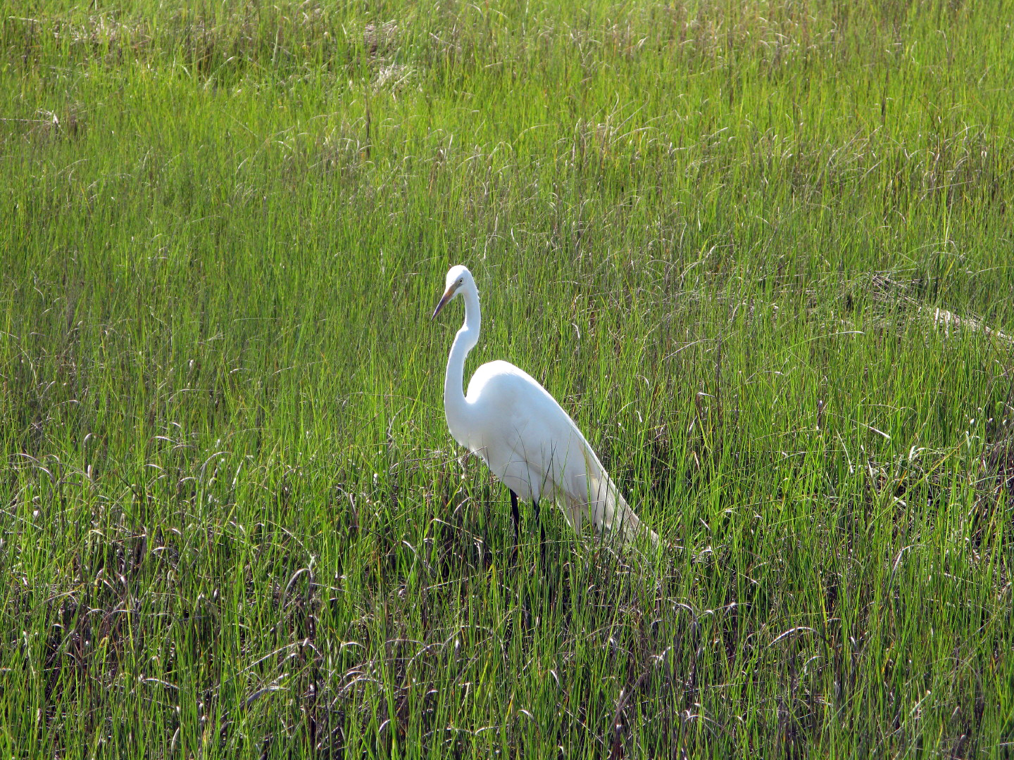 Assateague Island Vacation | 13-18 June 2014 | Mon, 16 Jun 2014 10:03:05 AM Assateague Island Vacation | 13-18 June 2014 | Mon, 16 Jun 2014 10:03:05 AM
