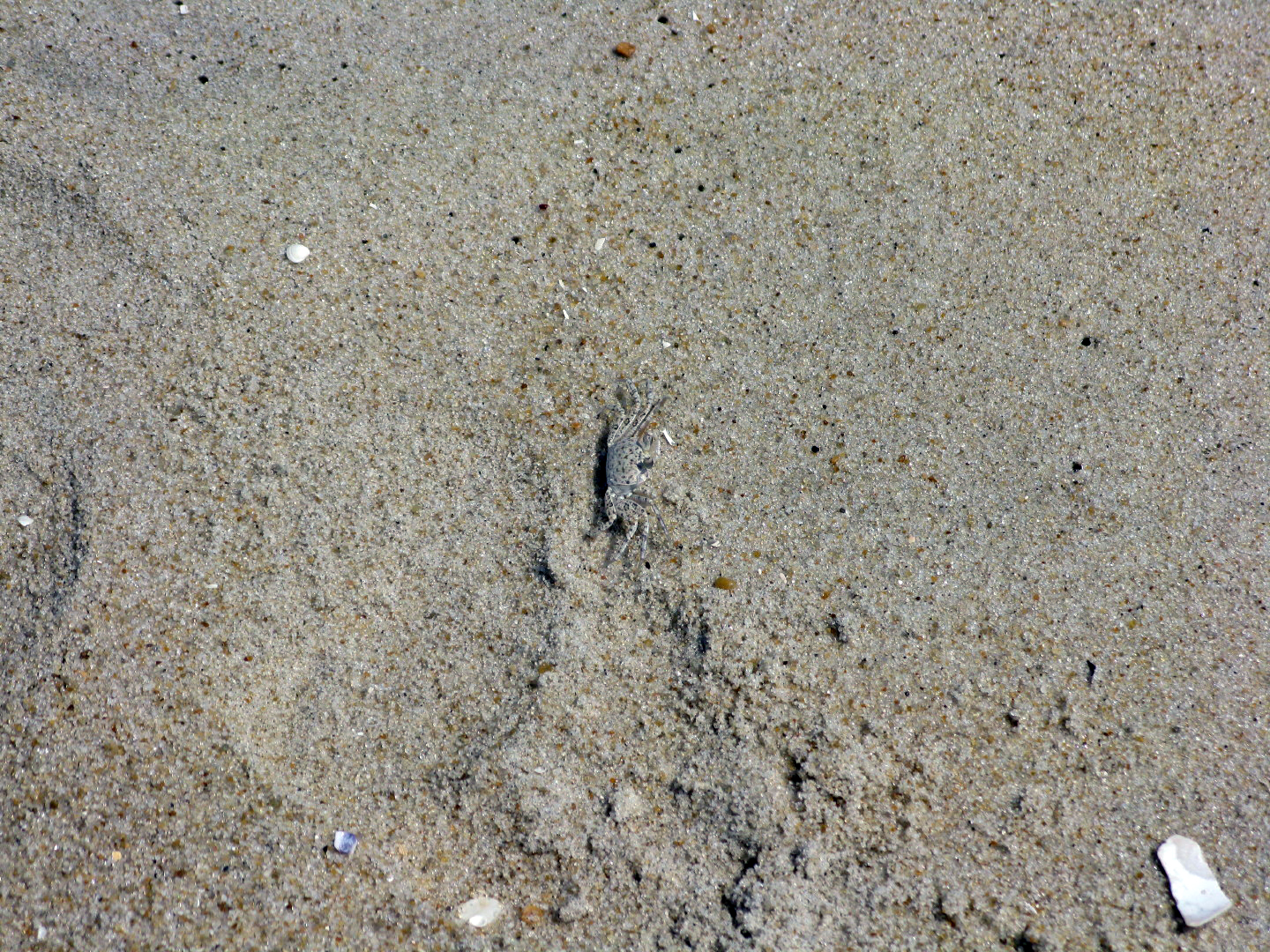 Assateague Island Vacation | 13-18 June 2014 | Mon, 16 Jun 2014 10:46:27 AM Assateague Island Vacation | 13-18 June 2014 | Mon, 16 Jun 2014 10:46:27 AM