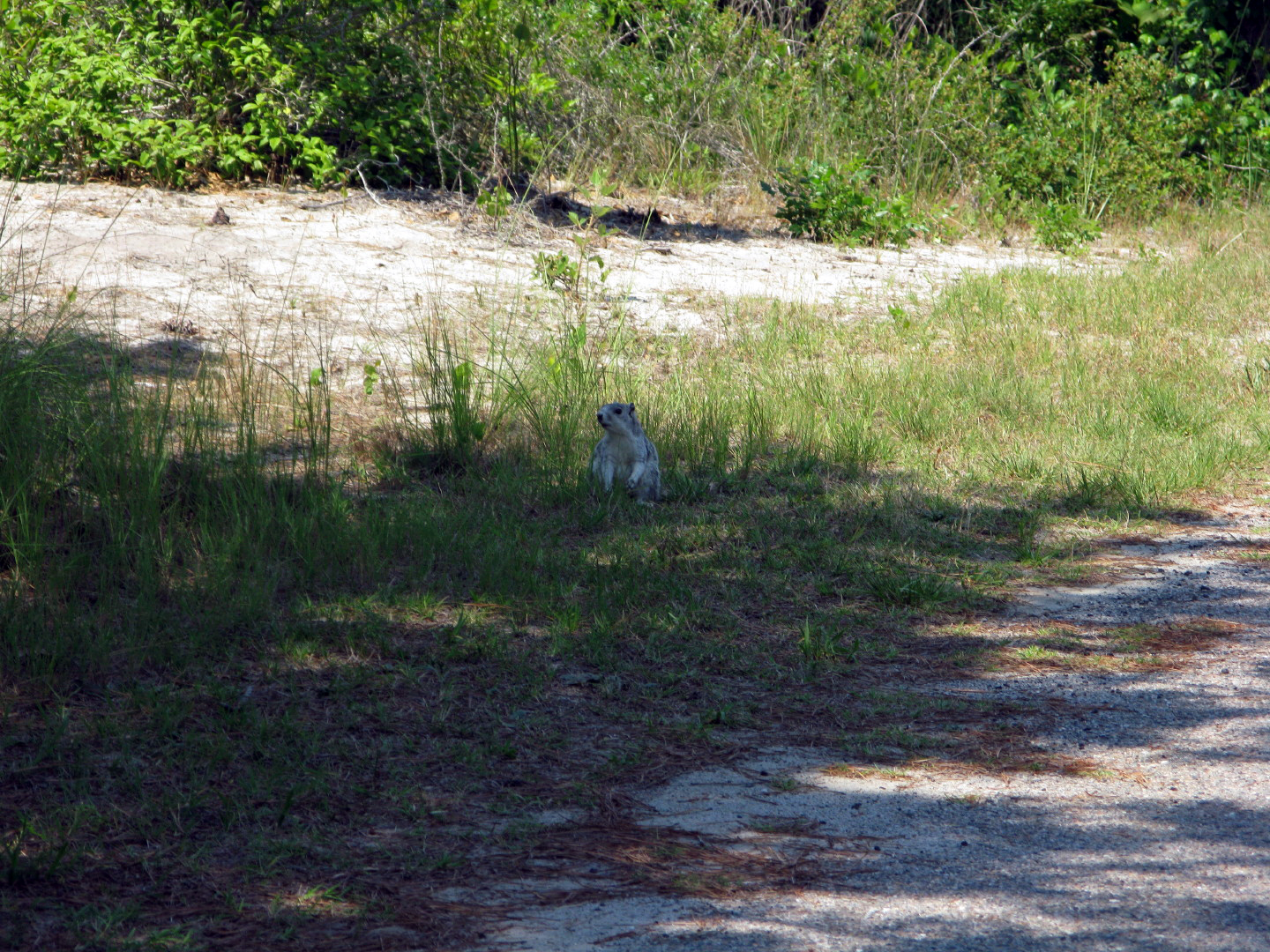 Assateague Island Vacation | 13-18 June 2014 | Mon, 16 Jun 2014 | 2:17:50 PM Assateague Island Vacation | 13-18 June 2014 | Mon, 16 Jun 2014 | 2:17:50 PM