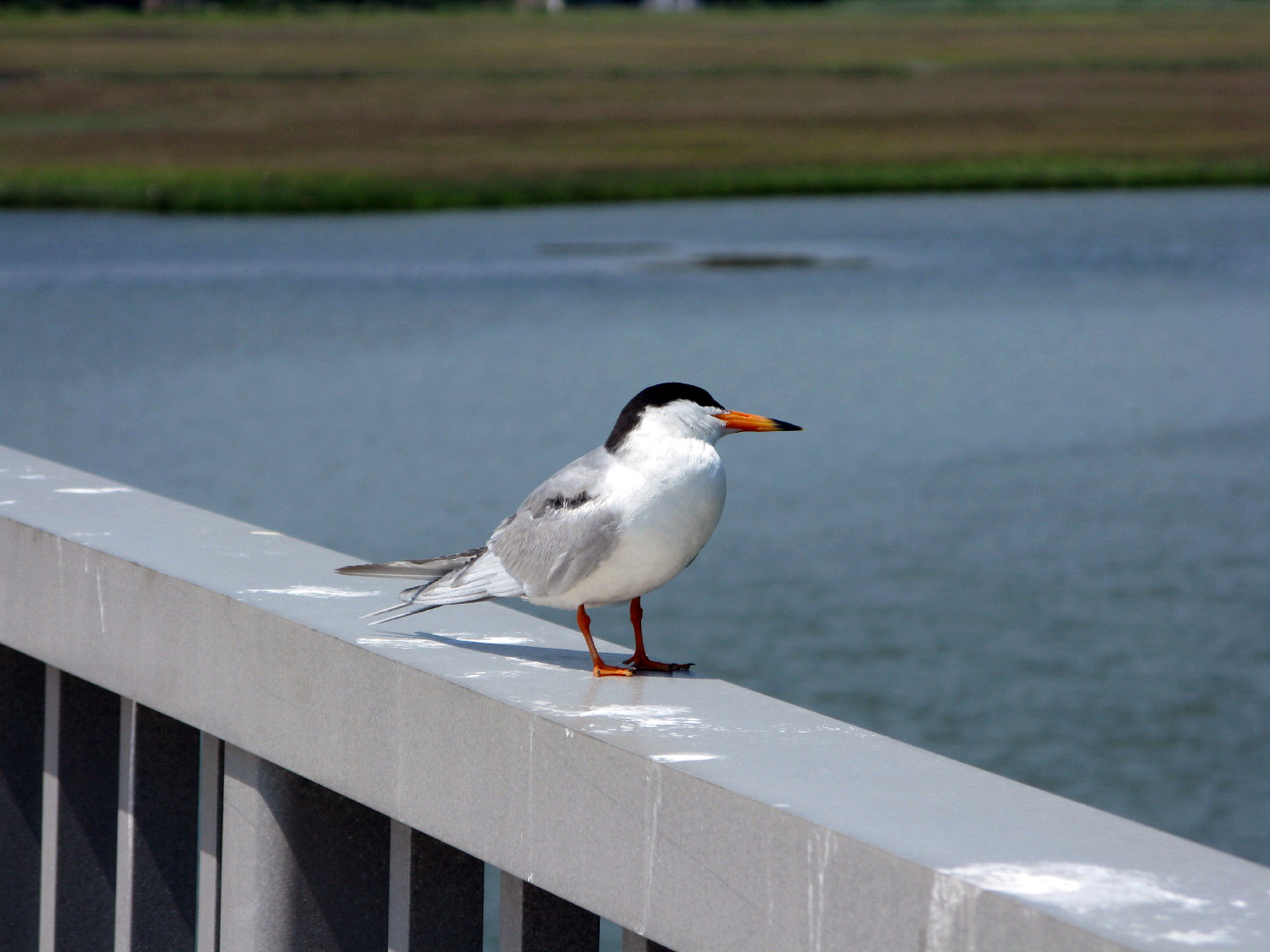 Assateague Island Vacation | 13-18 June 2014 | Mon, 16 Jun 2014 | 2:43:51 PM Assateague Island Vacation | 13-18 June 2014 | Mon, 16 Jun 2014 | 2:43:51 PM
