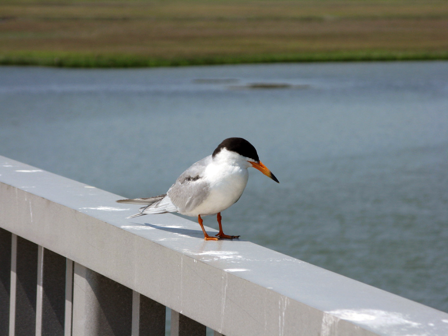 Assateague Island Vacation | 13-18 June 2014 | Mon, 16 Jun 2014 | 2:43:58 PM Assateague Island Vacation | 13-18 June 2014 | Mon, 16 Jun 2014 | 2:43:58 PM