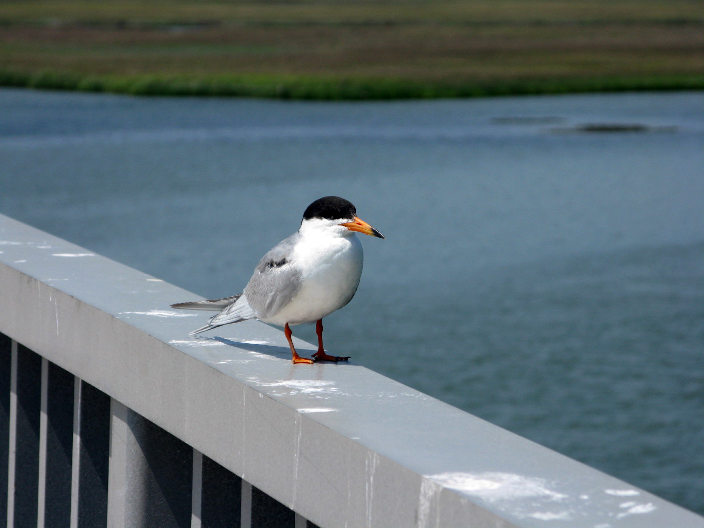 Assateague Island Vacation | 13-18 June 2014 | Mon, 16 Jun 2014 | 2:44:13 PM Assateague Island Vacation | 13-18 June 2014 | Mon, 16 Jun 2014 | 2:44:13 PM