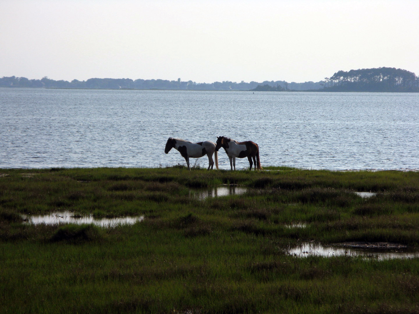 Assateague Island Vacation | 13-18 June 2014 | Mon, 16 Jun 2014 | 5:53:22 PM Assateague Island Vacation | 13-18 June 2014 | Mon, 16 Jun 2014 | 5:53:22 PM