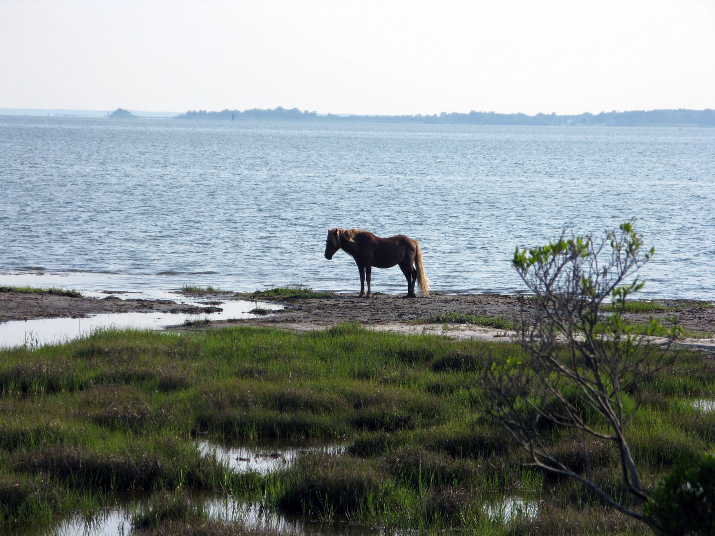Assateague Island Vacation | 13-18 June 2014 | Mon, 16 Jun 2014 | 5:55:28 PM Assateague Island Vacation | 13-18 June 2014 | Mon, 16 Jun 2014 | 5:55:28 PM