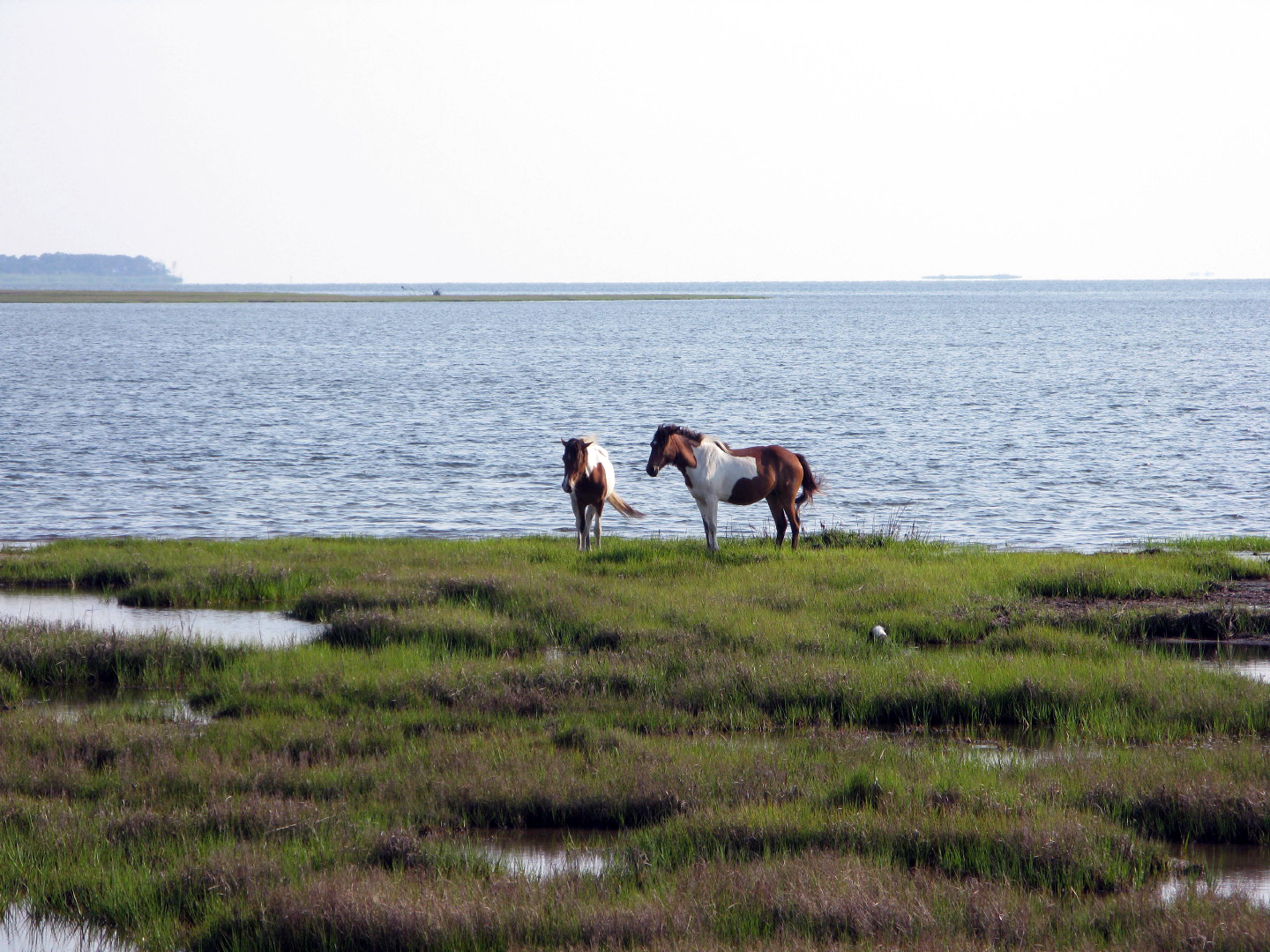 Assateague Island Vacation | 13-18 June 2014 | Mon, 16 Jun 2014 | 5:55:41 PM Assateague Island Vacation | 13-18 June 2014 | Mon, 16 Jun 2014 | 5:55:41 PM