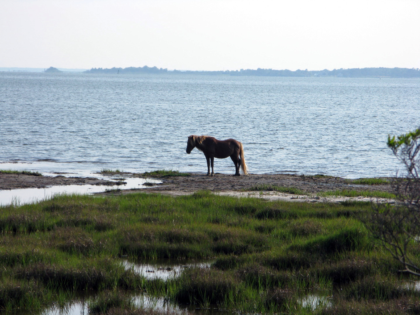 Assateague Island Vacation | 13-18 June 2014 | Mon, 16 Jun 2014 | 5:56:05 PM Assateague Island Vacation | 13-18 June 2014 | Mon, 16 Jun 2014 | 5:56:05 PM